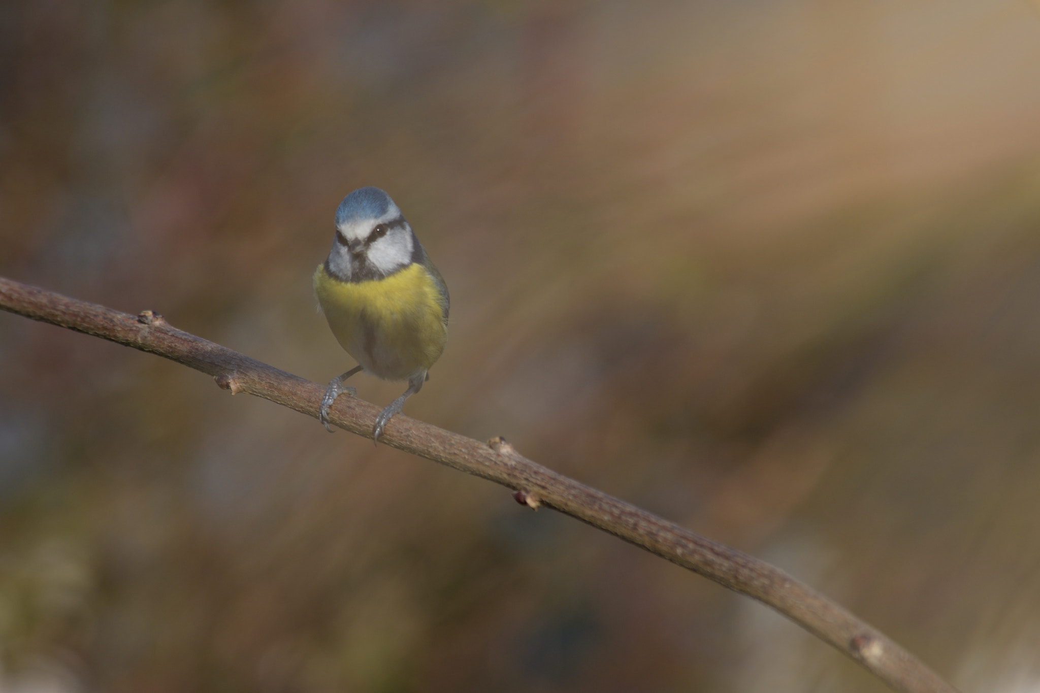 Nikon D500 sample photo. Blue tit, mésange bleue photography