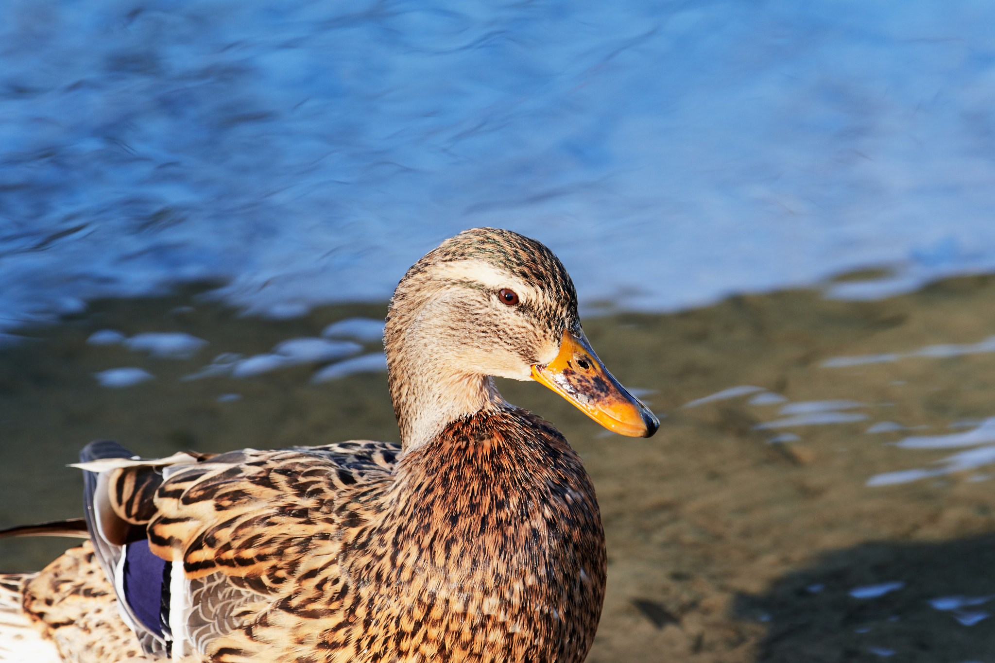 Nikon AF-S Nikkor 200-500mm F5.6E ED VR sample photo. Ente photography