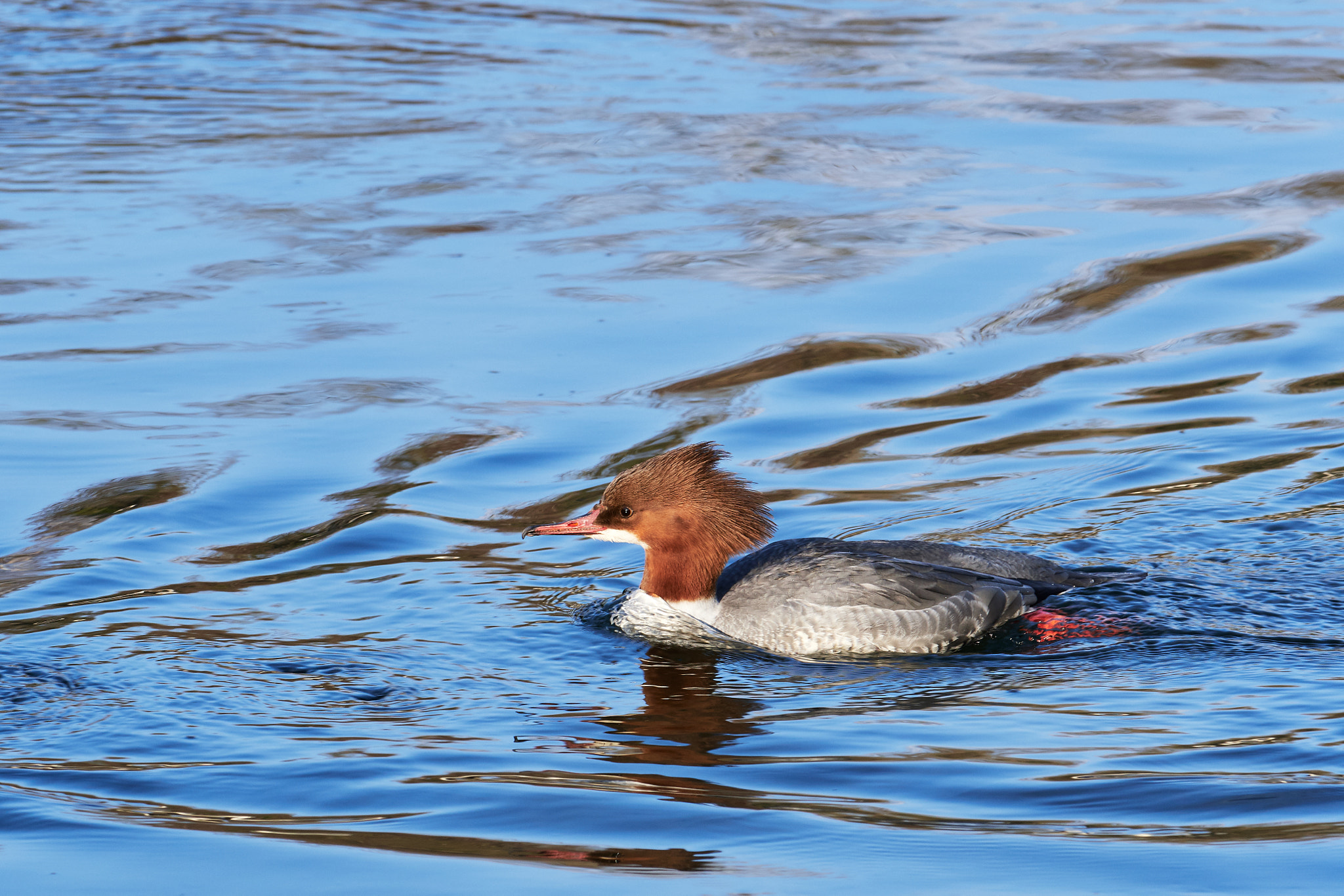 Nikon AF-S Nikkor 200-500mm F5.6E ED VR sample photo. Gänsesäger photography