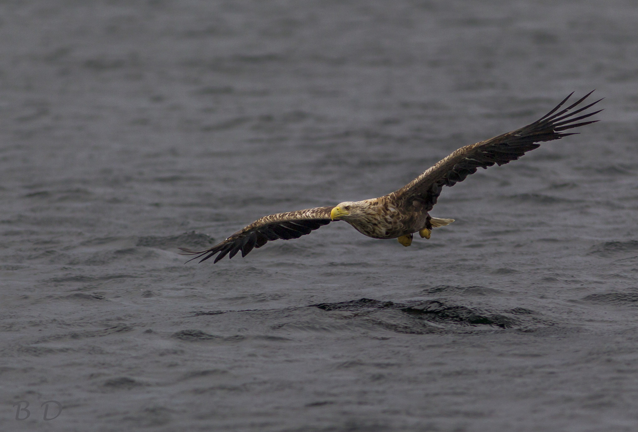 Canon EOS-1D Mark IV + Canon EF 300mm F4L IS USM sample photo. White tail eagle photography