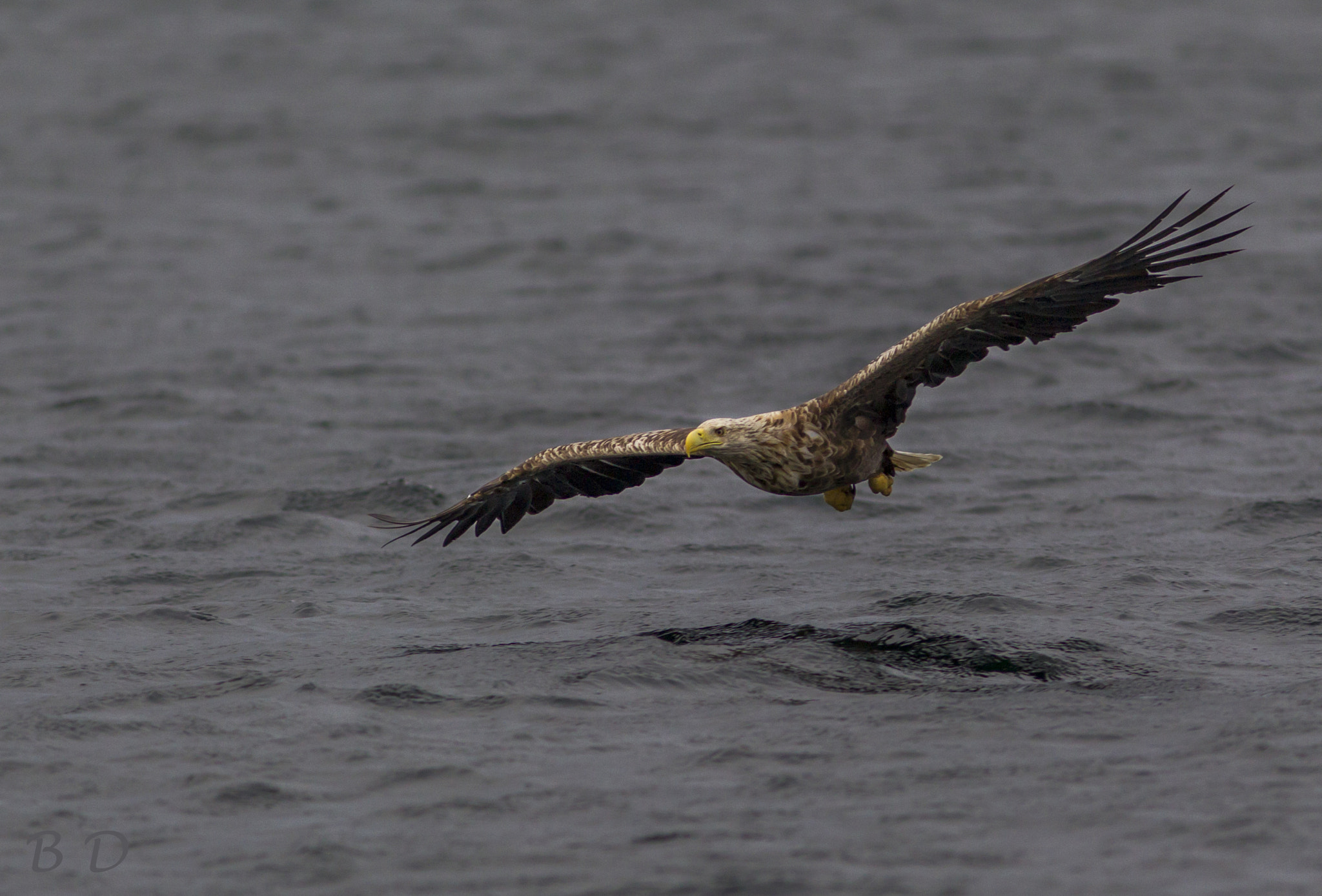 Canon EF 300mm F4L IS USM sample photo. White tail eagle photography