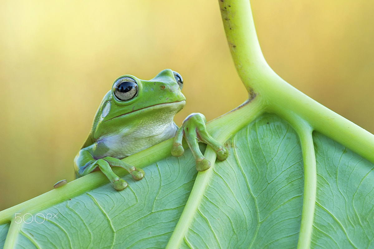 Canon EF 100mm F2.8 Macro USM sample photo. Little green dumpy tree frog photography