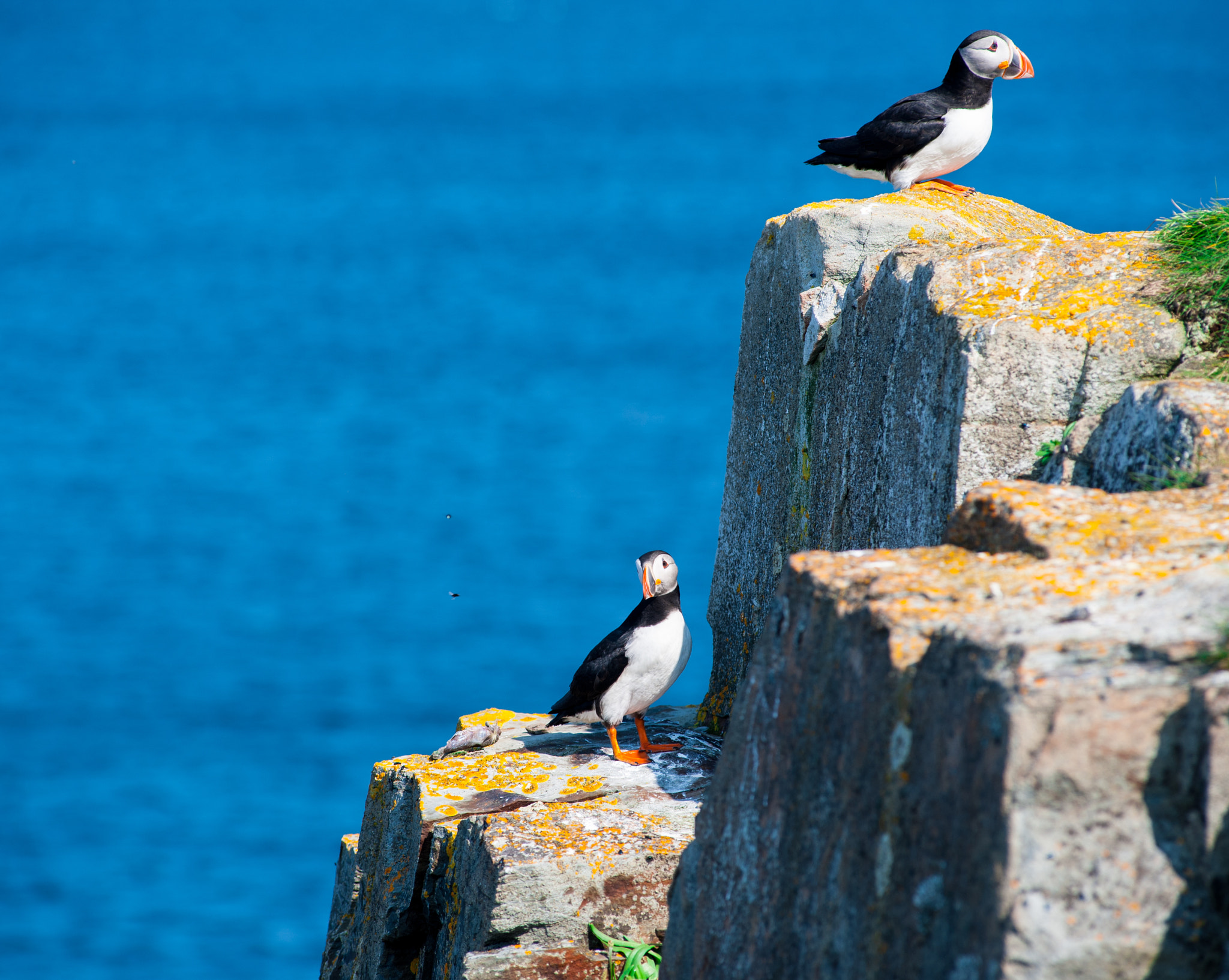 AF Zoom-Nikkor 80-200mm f/2.8 ED sample photo. Newfoundland puffins photography