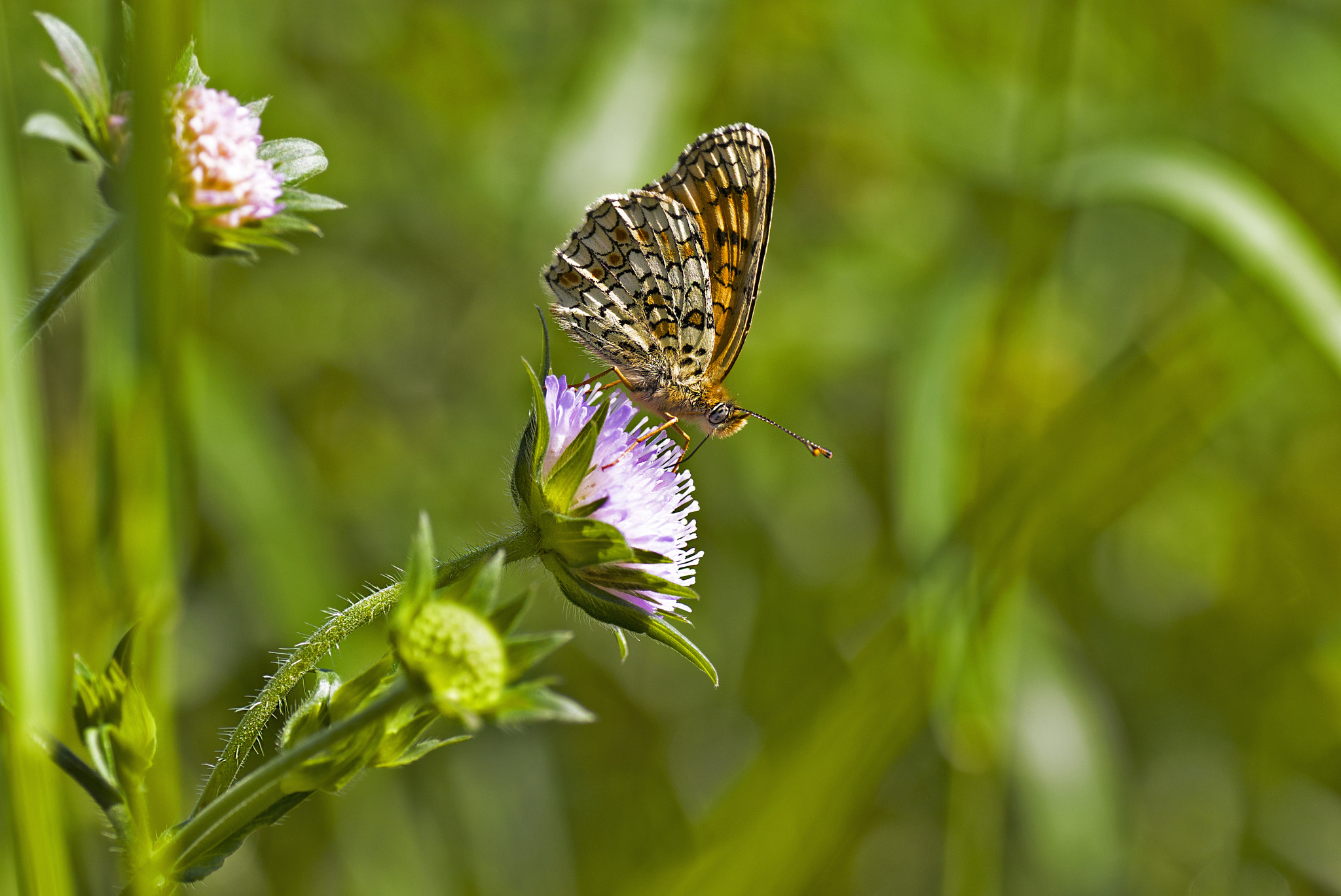 Pentax K-3 + Tamron SP AF 90mm F2.8 Di Macro sample photo. Перламутровка photography