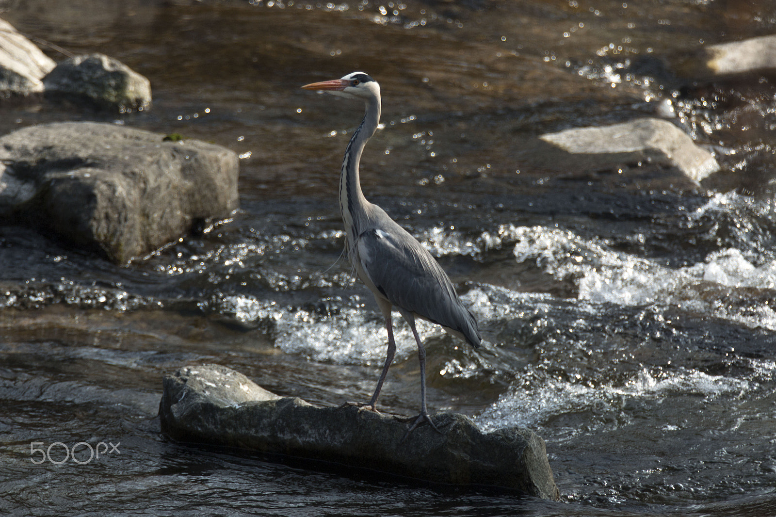 Canon EF 70-200mm F2.8L IS II USM sample photo. Graureiher photography