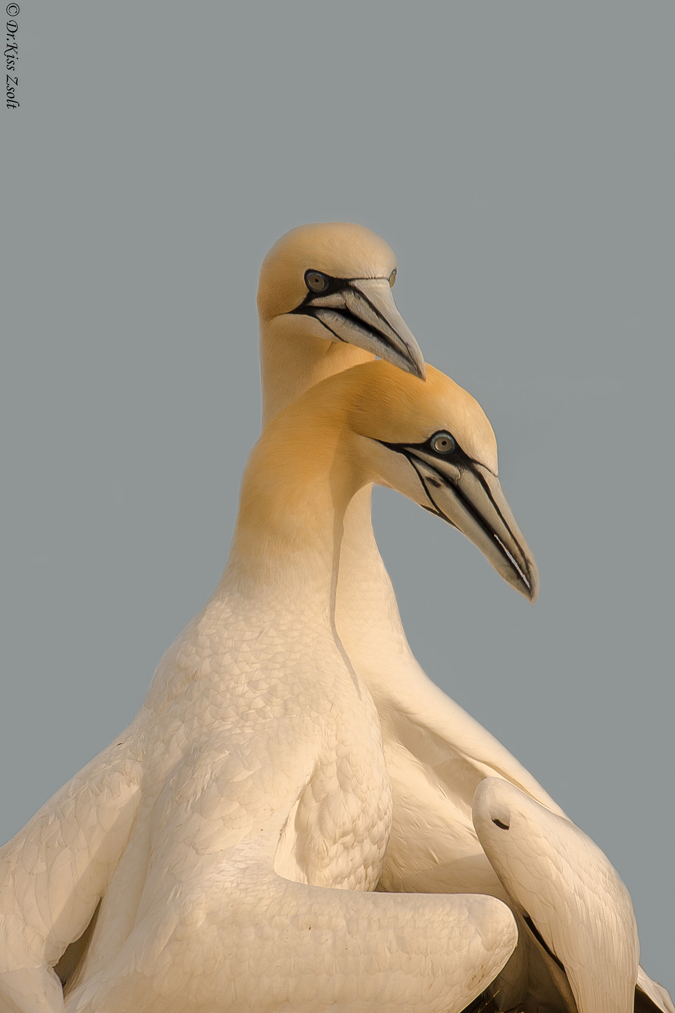 Canon EF 500mm F4L IS USM sample photo. Tenderness photography
