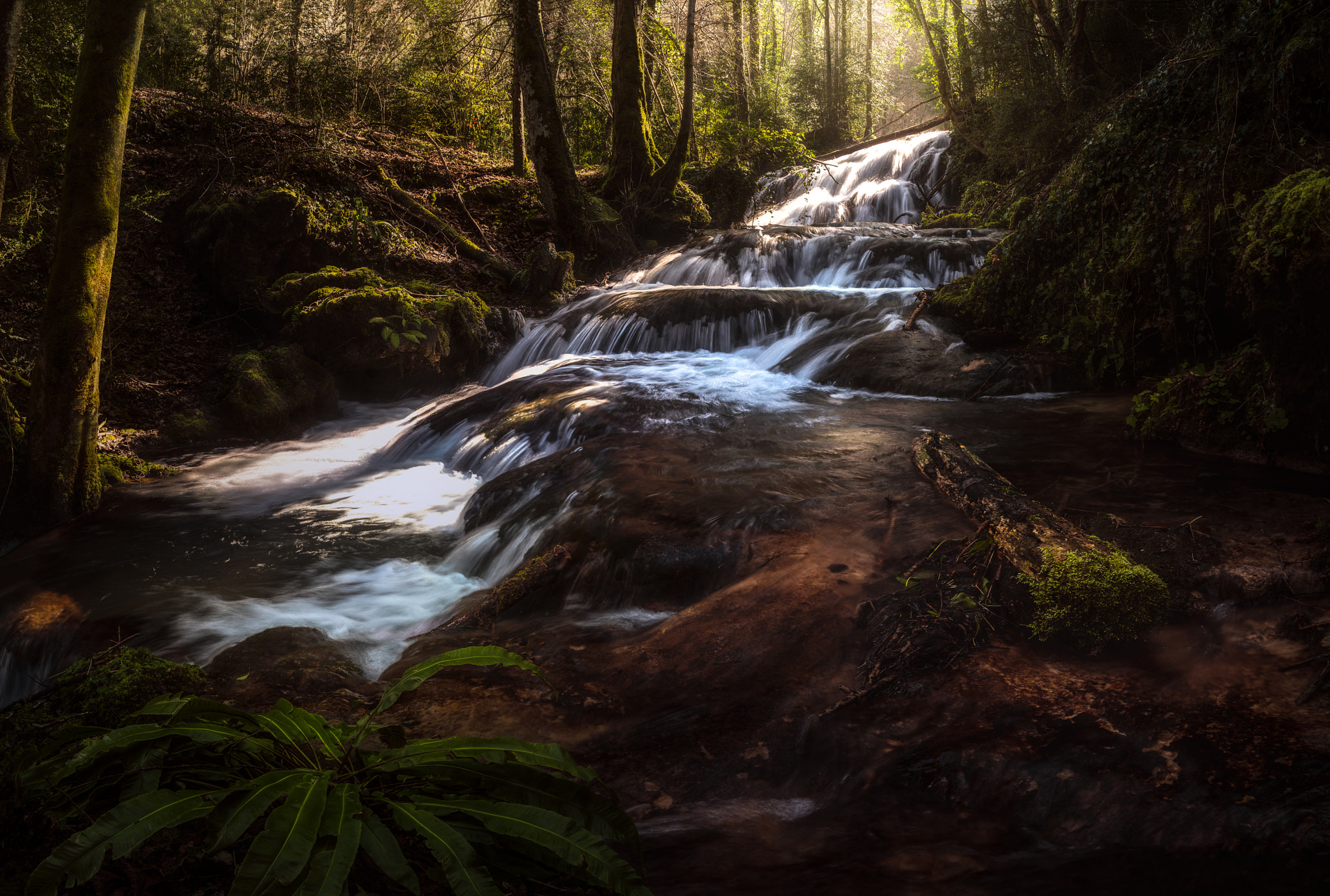 Sigma 24-105mm F4 DG OS HSM Art sample photo. The mystic woods photography