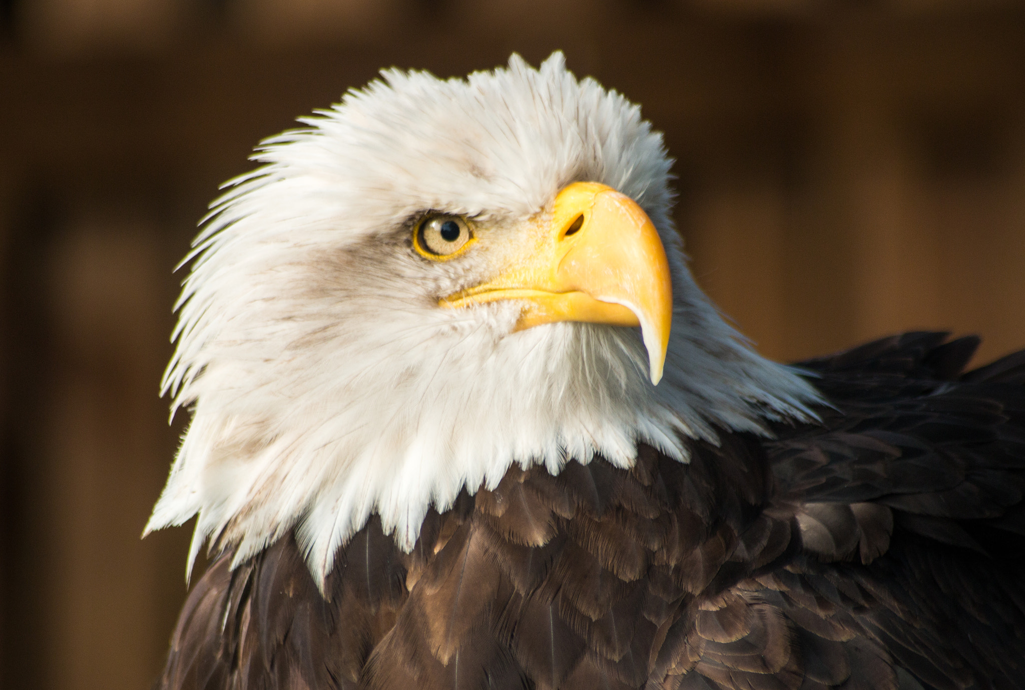 Sigma 70-300mm F4-5.6 APO DG Macro sample photo. American bold eagle photography
