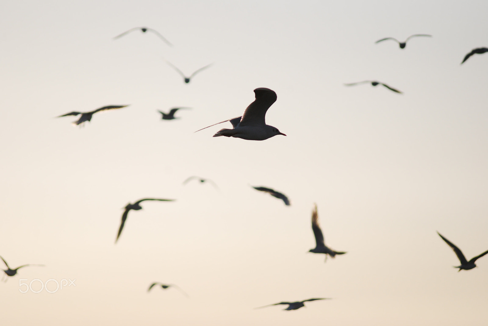 Nikon D60 + AF Zoom-Nikkor 75-240mm f/4.5-5.6D sample photo. Fly seagull, fly ! photography