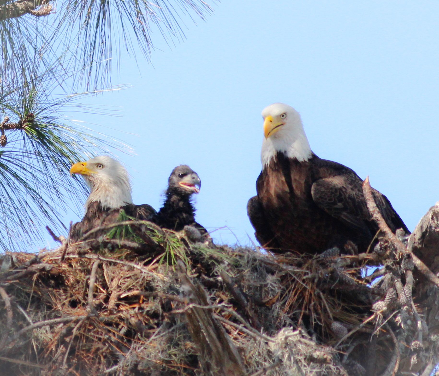 Canon EF 400mm F5.6L USM sample photo. Florida eagles 2017  photography