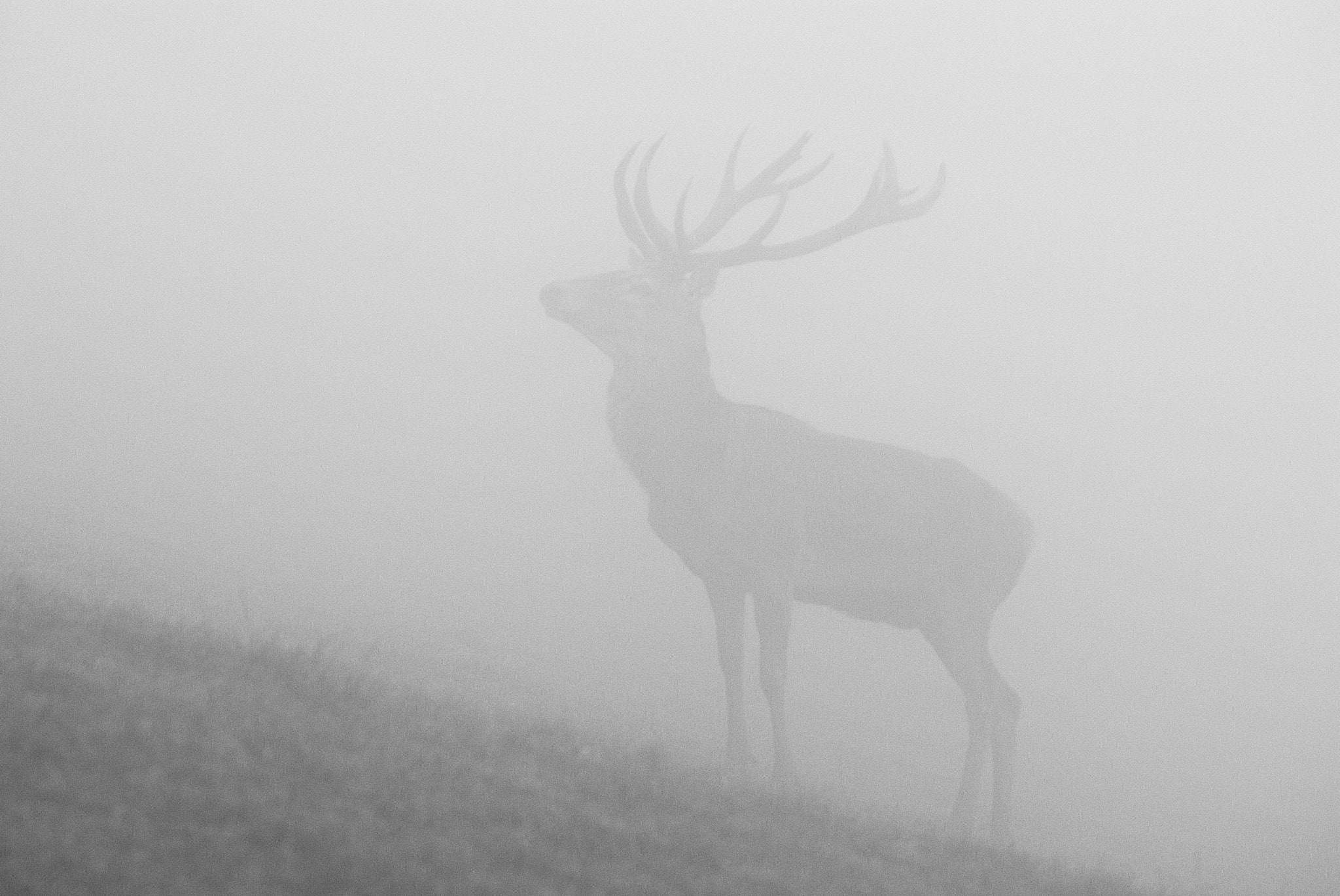 Sigma 150mm F2.8 EX DG Macro HSM sample photo. Mist photography