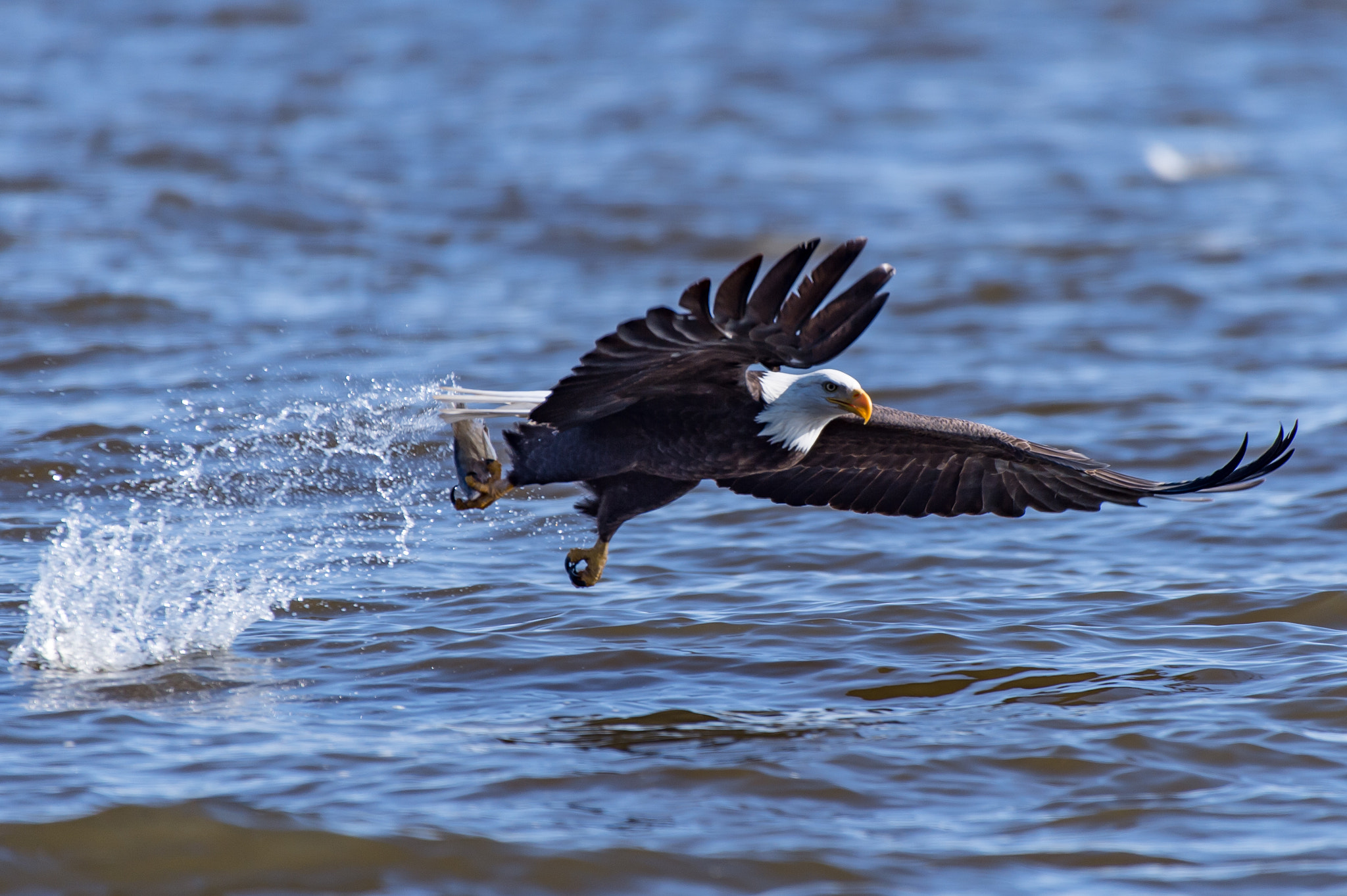 Nikon AF-S Nikkor 200-500mm F5.6E ED VR sample photo. Bald eagle in action photography