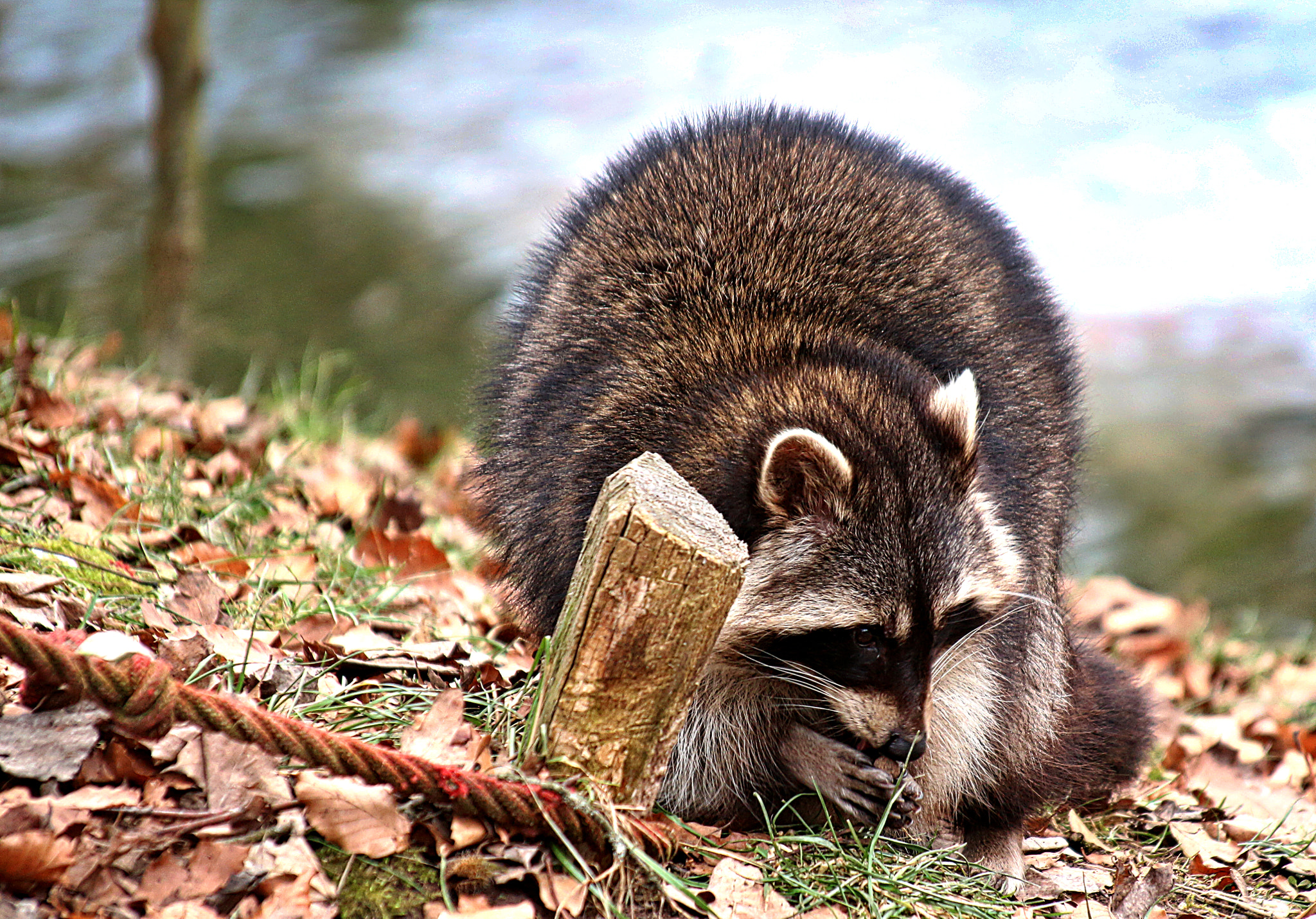 Canon EOS 700D (EOS Rebel T5i / EOS Kiss X7i) sample photo. Waschbär im wildpark tambach photography