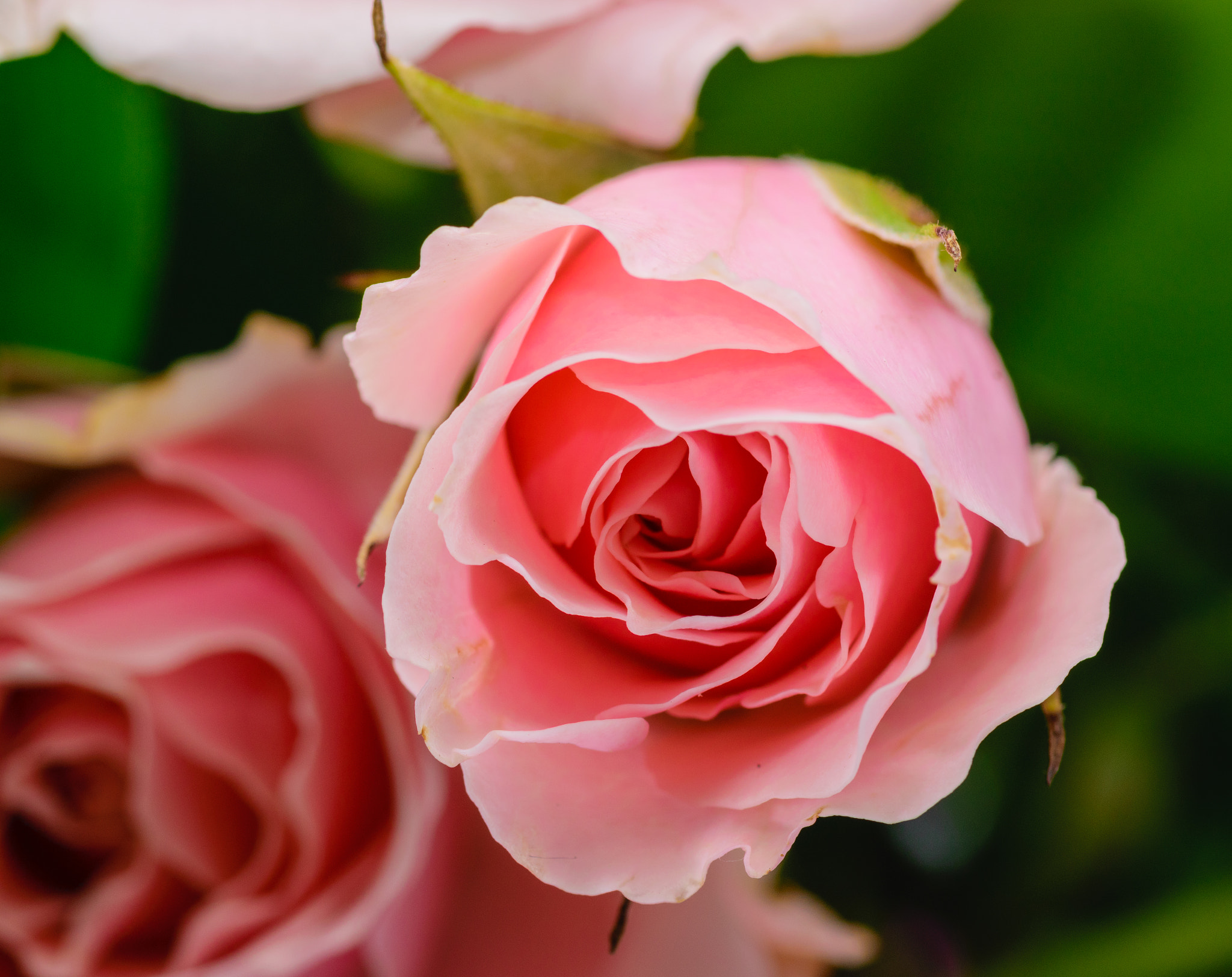 Nikon D3300 + Tokina AT-X Pro 100mm F2.8 Macro sample photo. Pink rose macro photography