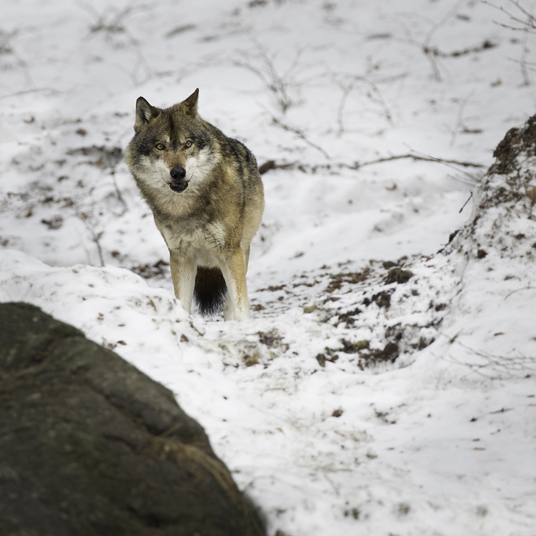 Canon EOS-1D X Mark II + Canon EF 100-400mm F4.5-5.6L IS II USM sample photo. Curious wolf photography
