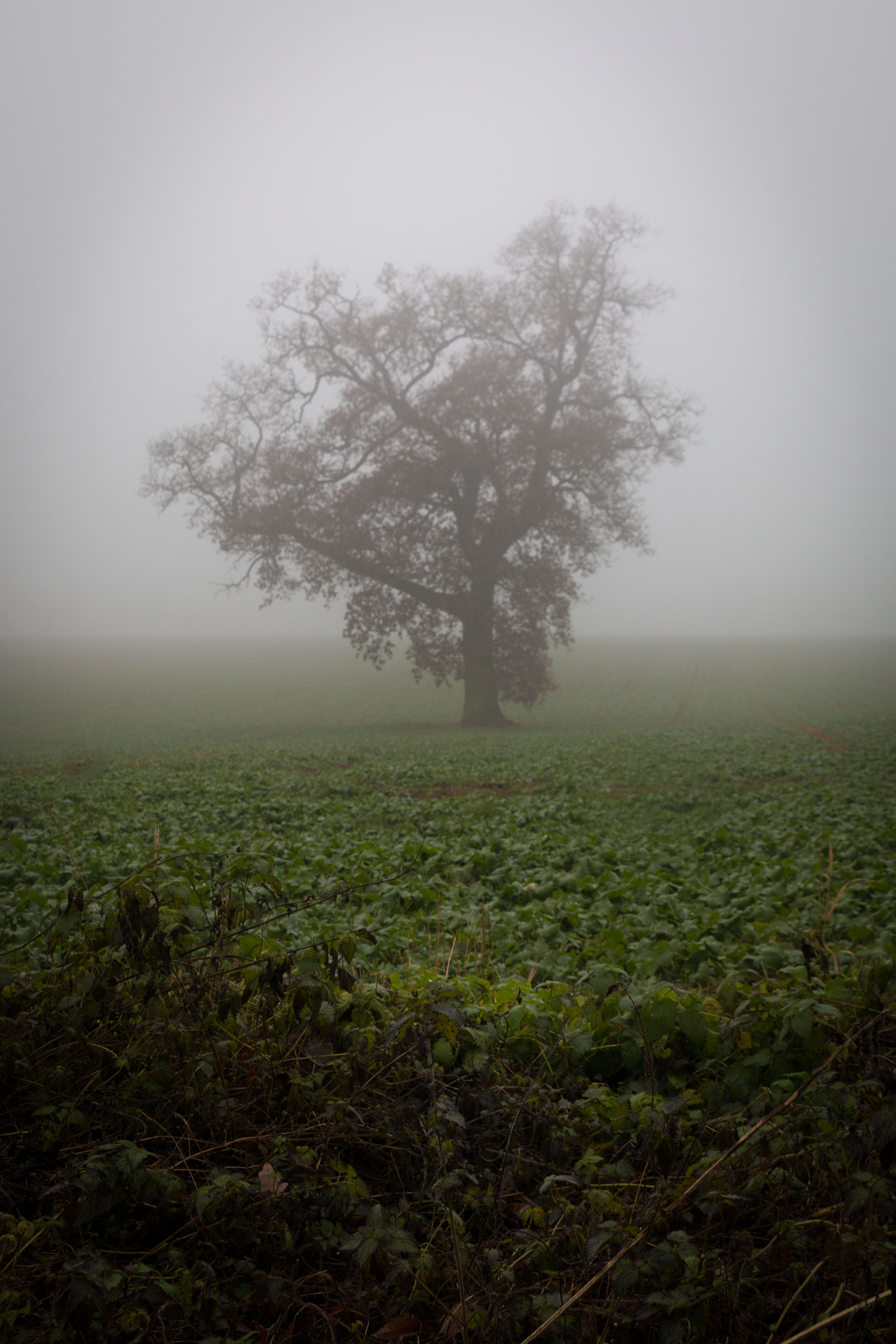 Canon EOS 70D + Sigma 24-70mm F2.8 EX DG Macro sample photo. Misty tree photography