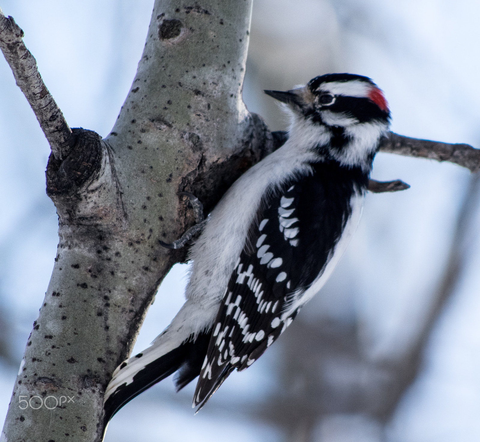 smc PENTAX-DA L 55-300mm F4-5.8 ED sample photo. Hairy woodpecker photography