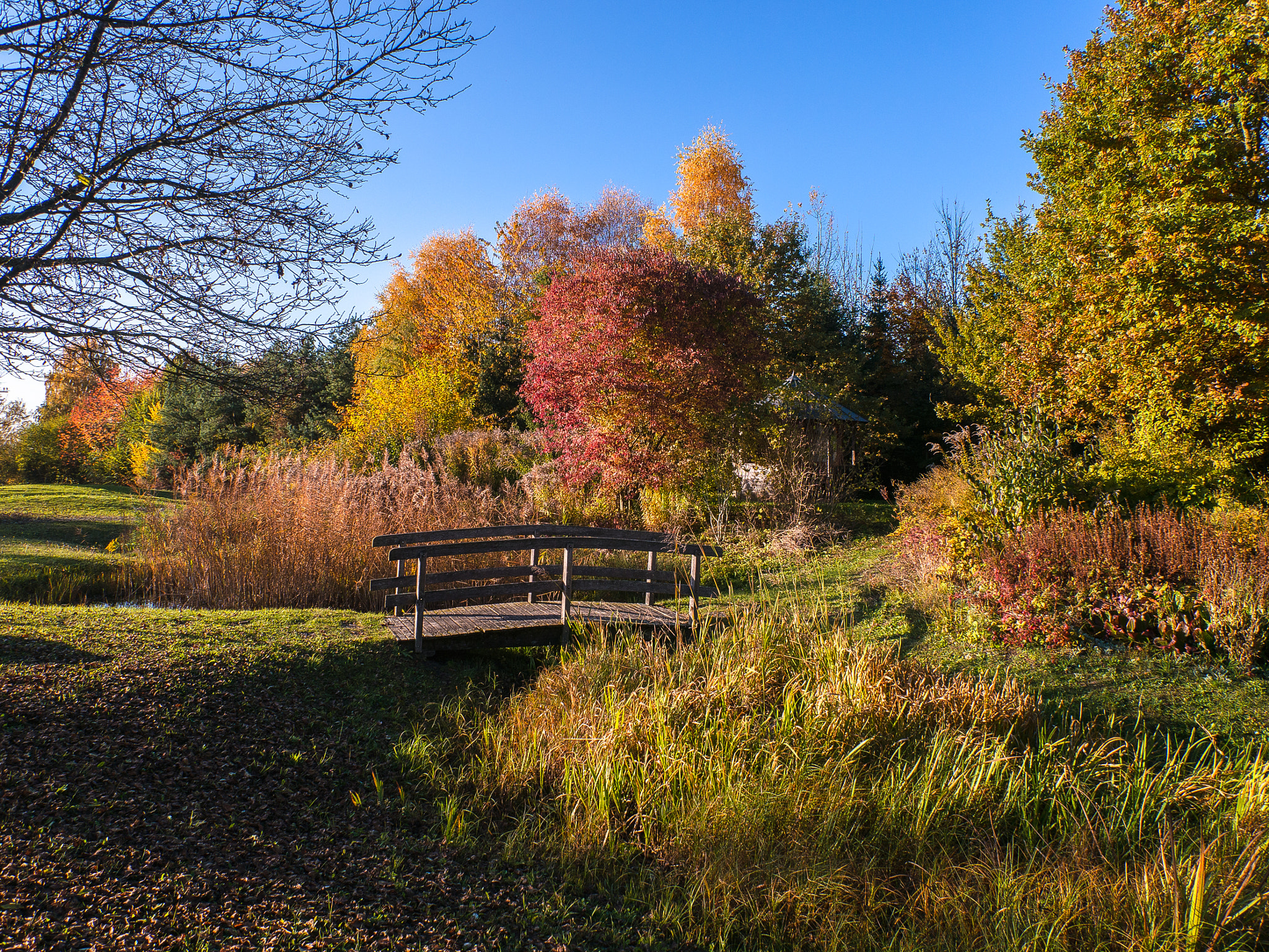 Panasonic Lumix G 14mm F2.5 ASPH sample photo. Herbst im waldpark photography