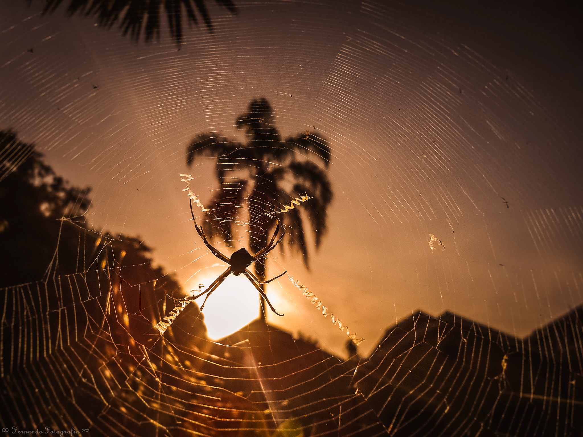 Sony Cyber-shot DSC-W530 sample photo. Spider  sunset. photography