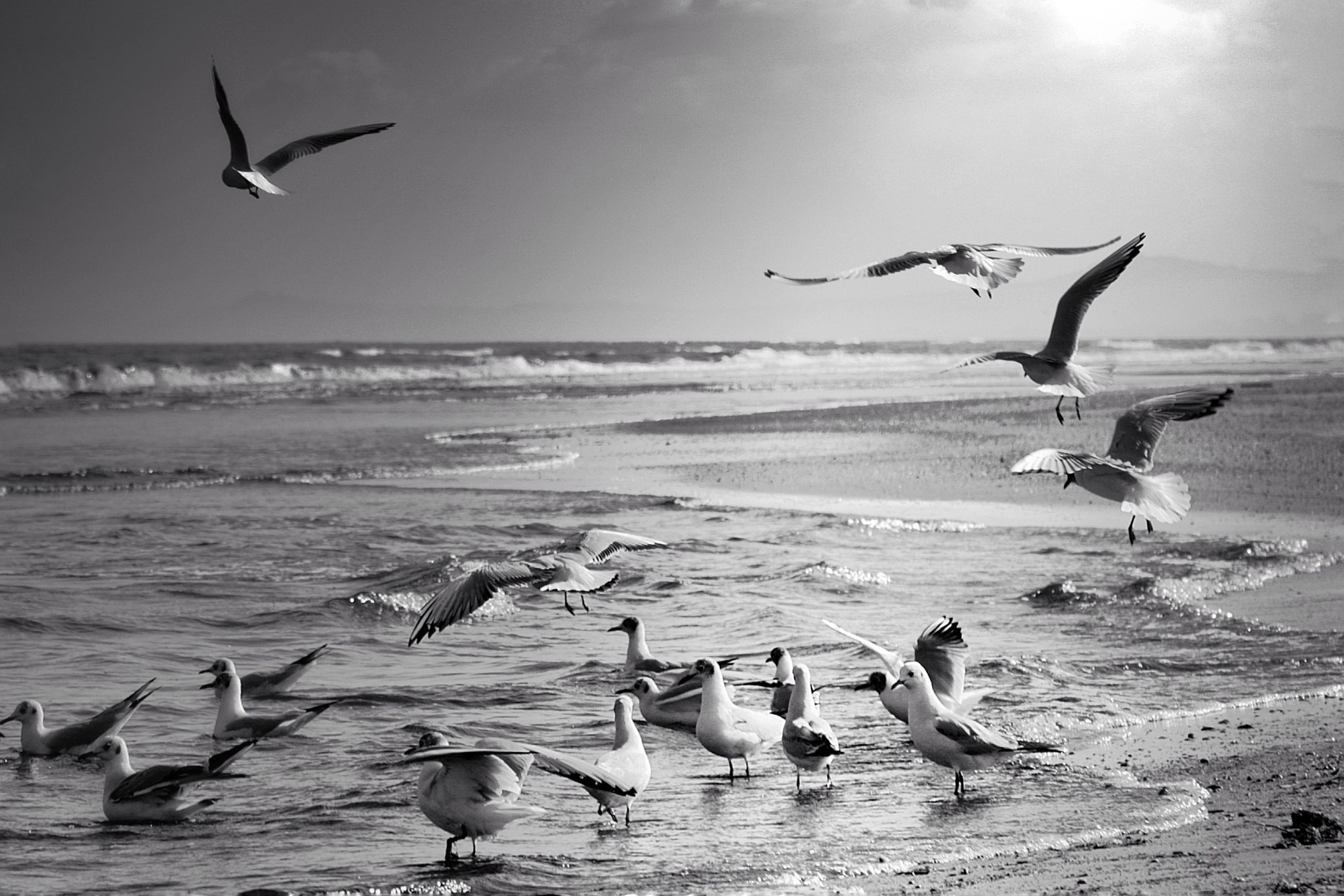 Canon EOS 400D (EOS Digital Rebel XTi / EOS Kiss Digital X) sample photo. I love seagulls photography