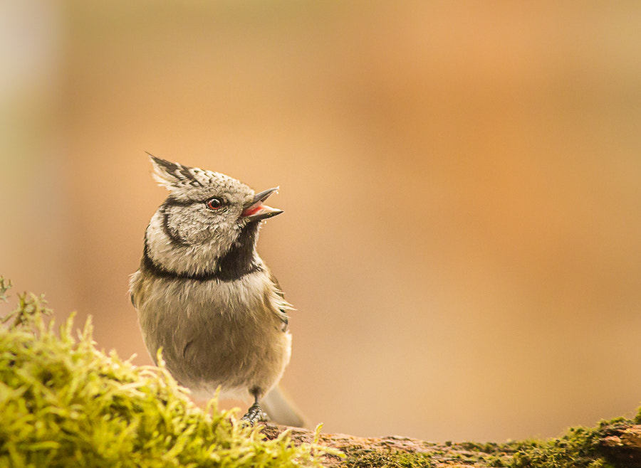 Canon EOS 60D + Canon EF 300mm F4L IS USM sample photo. Chick photography