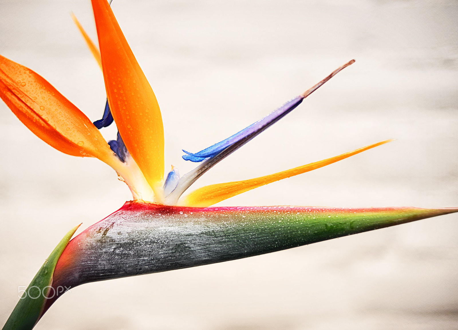 Nikon AF Nikkor 35mm F2D sample photo. Bird of paradise photography
