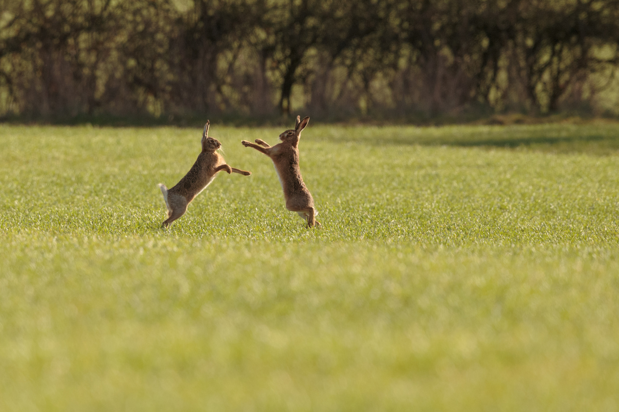 Canon EF 500mm F4L IS II USM sample photo. Dancing hares photography