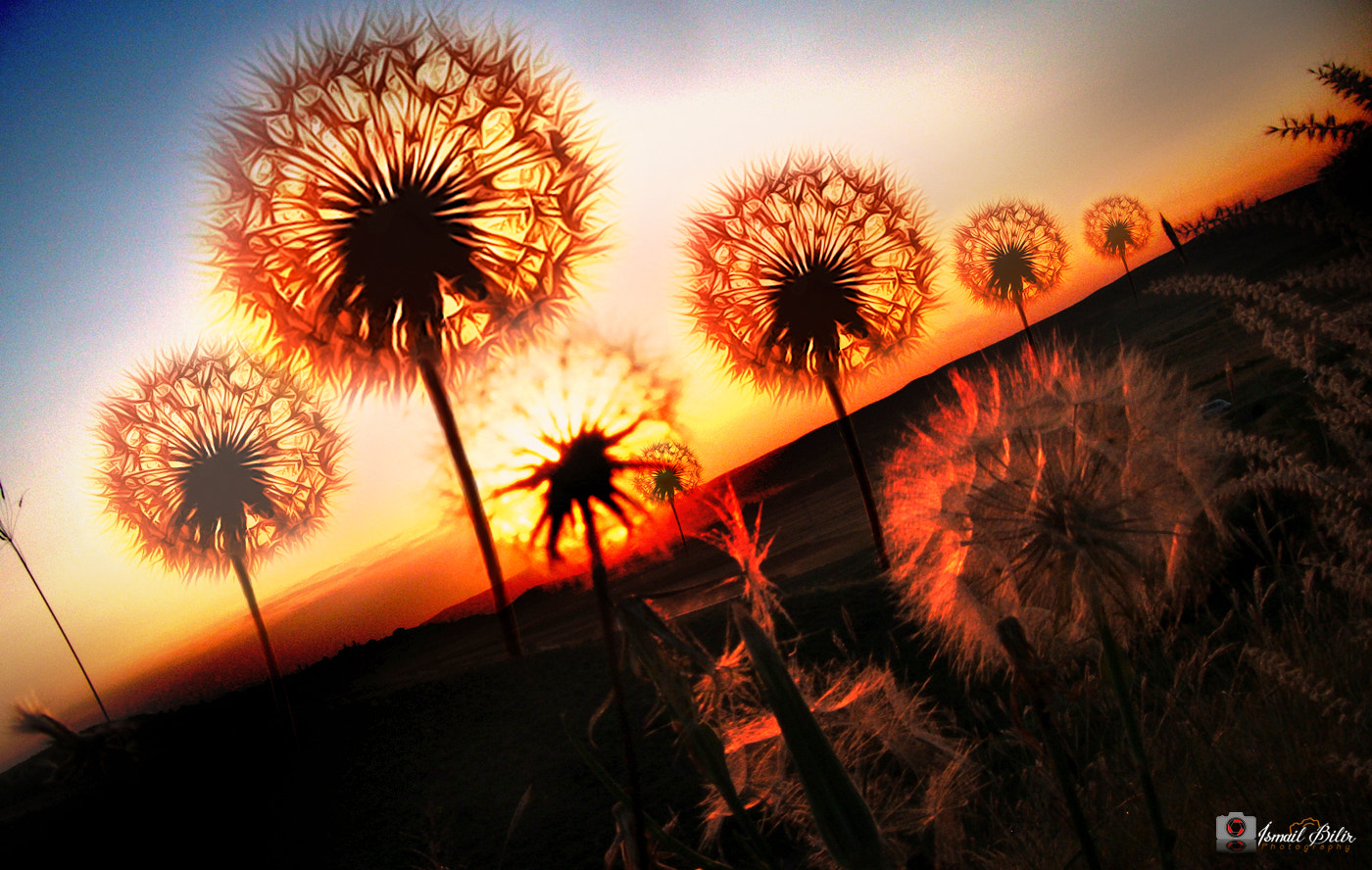 Fujifilm FinePix Z35 sample photo. Dandelion! photography