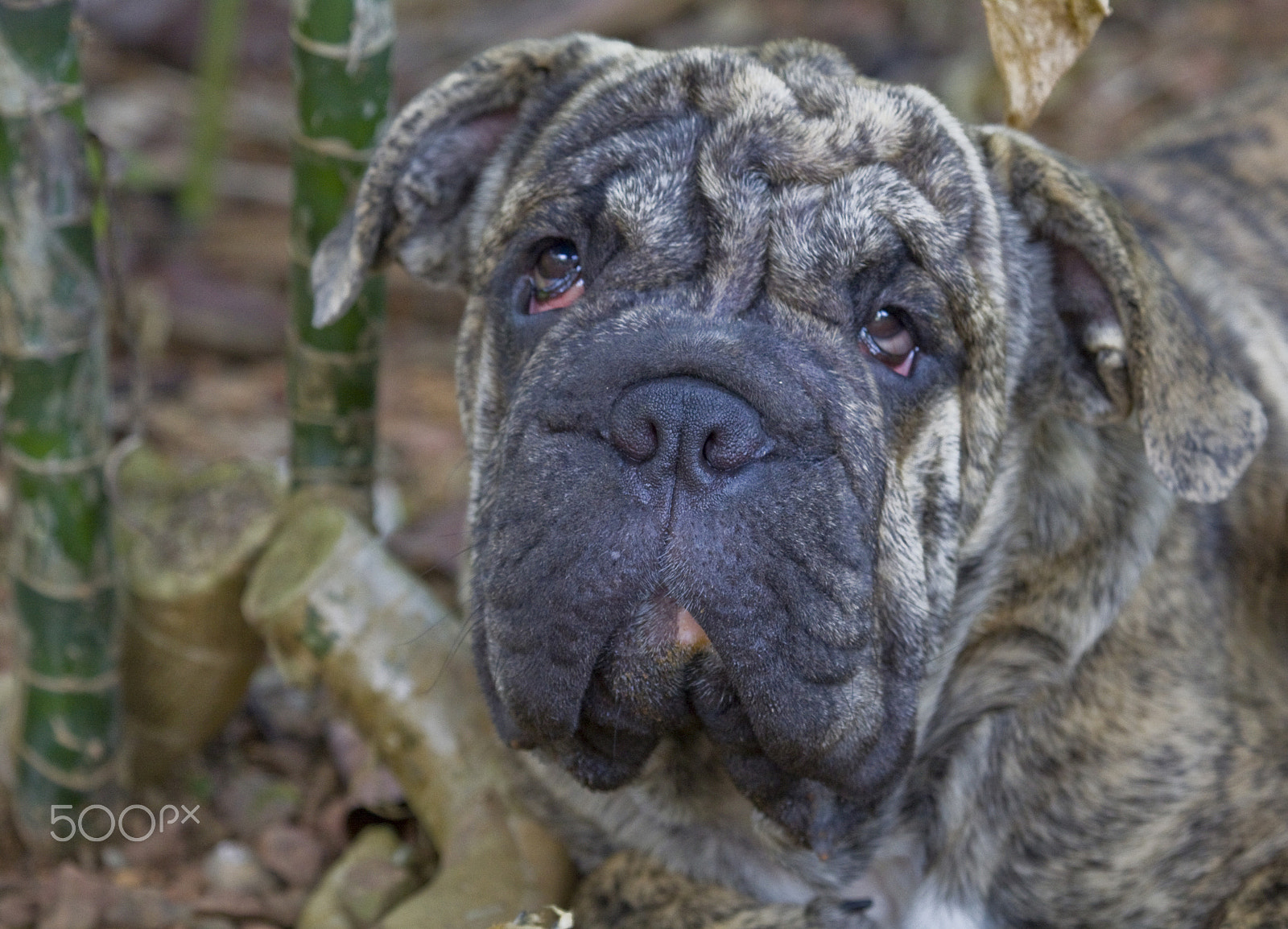 Canon EF 100-400mm F4.5-5.6L IS USM sample photo. What a face photography