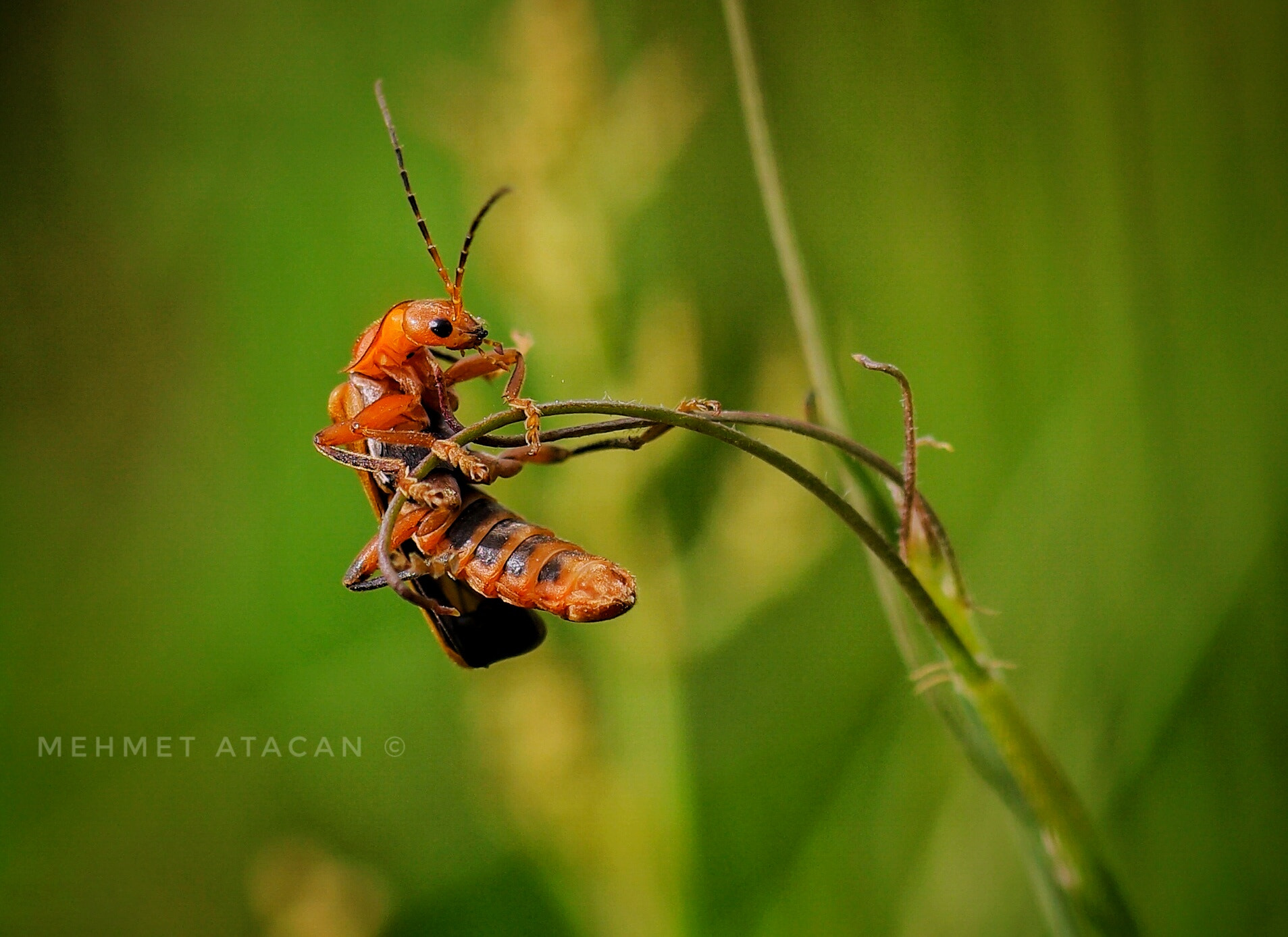 NX 60mm F2.8 Macro sample photo