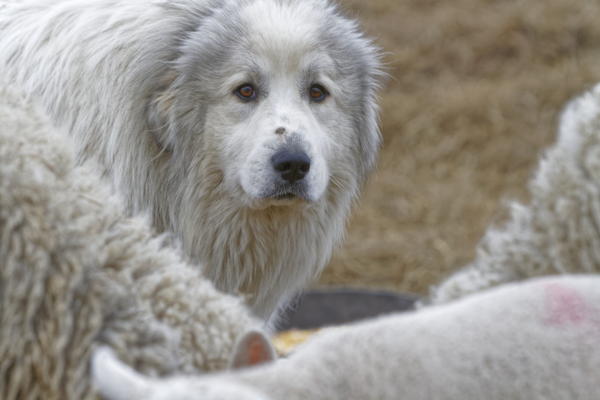 Canon EF 70-200mm F2.8L IS USM sample photo. Livestock guarding dog photography