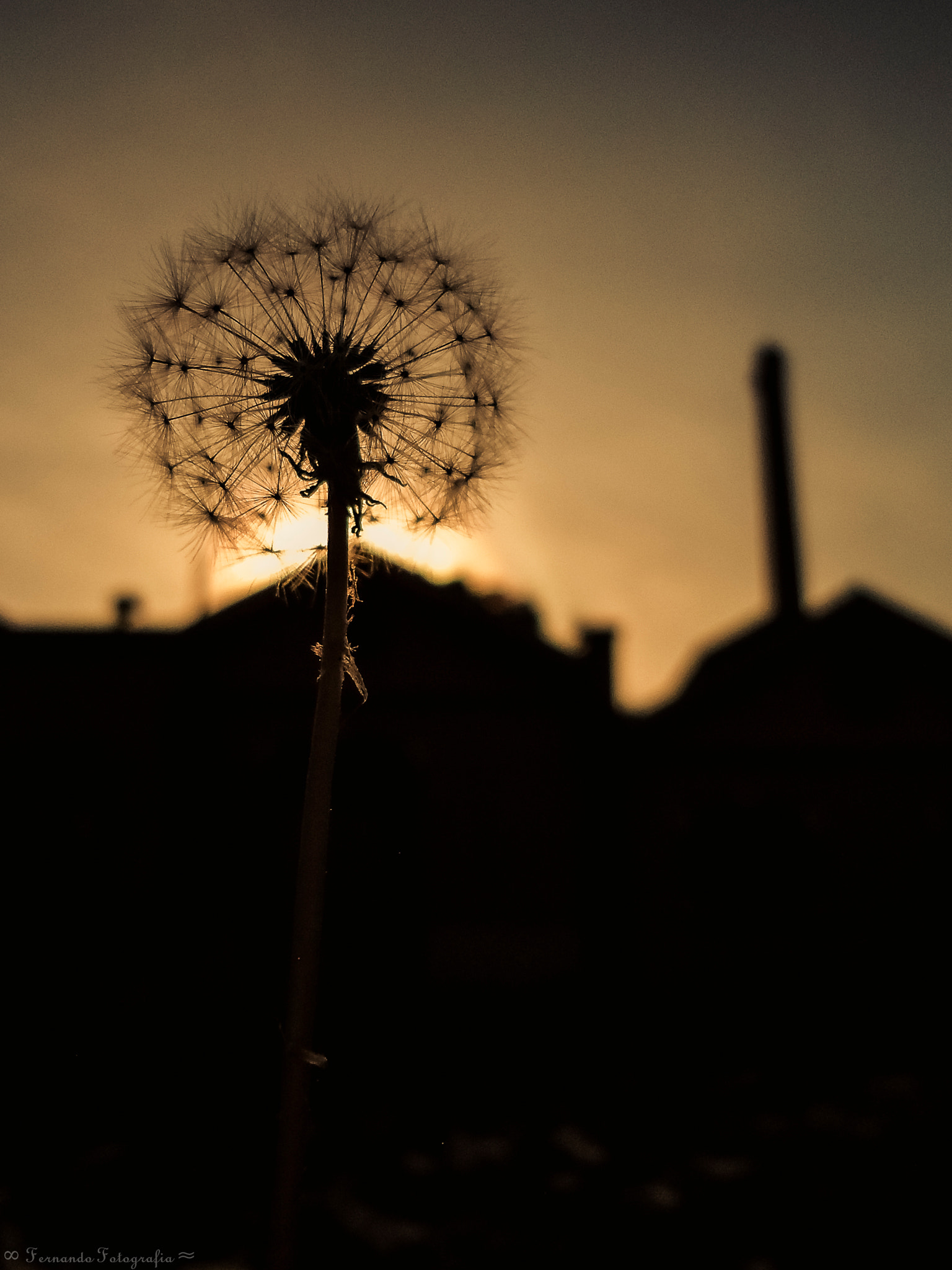 Sony Cyber-shot DSC-W530 sample photo. Dandelion against light. photography