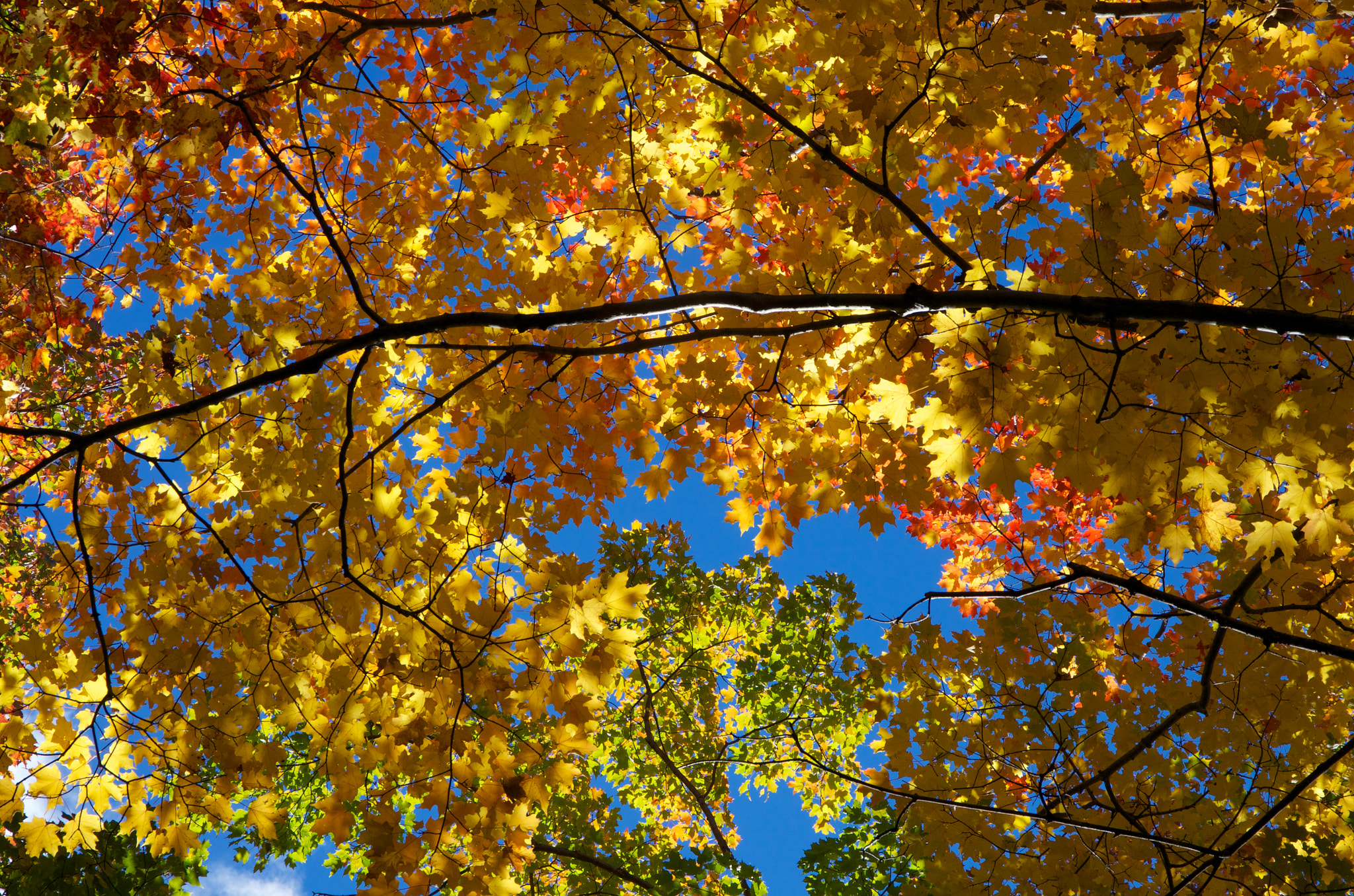 Pentax K-5 II sample photo. Looking up (2016) photography