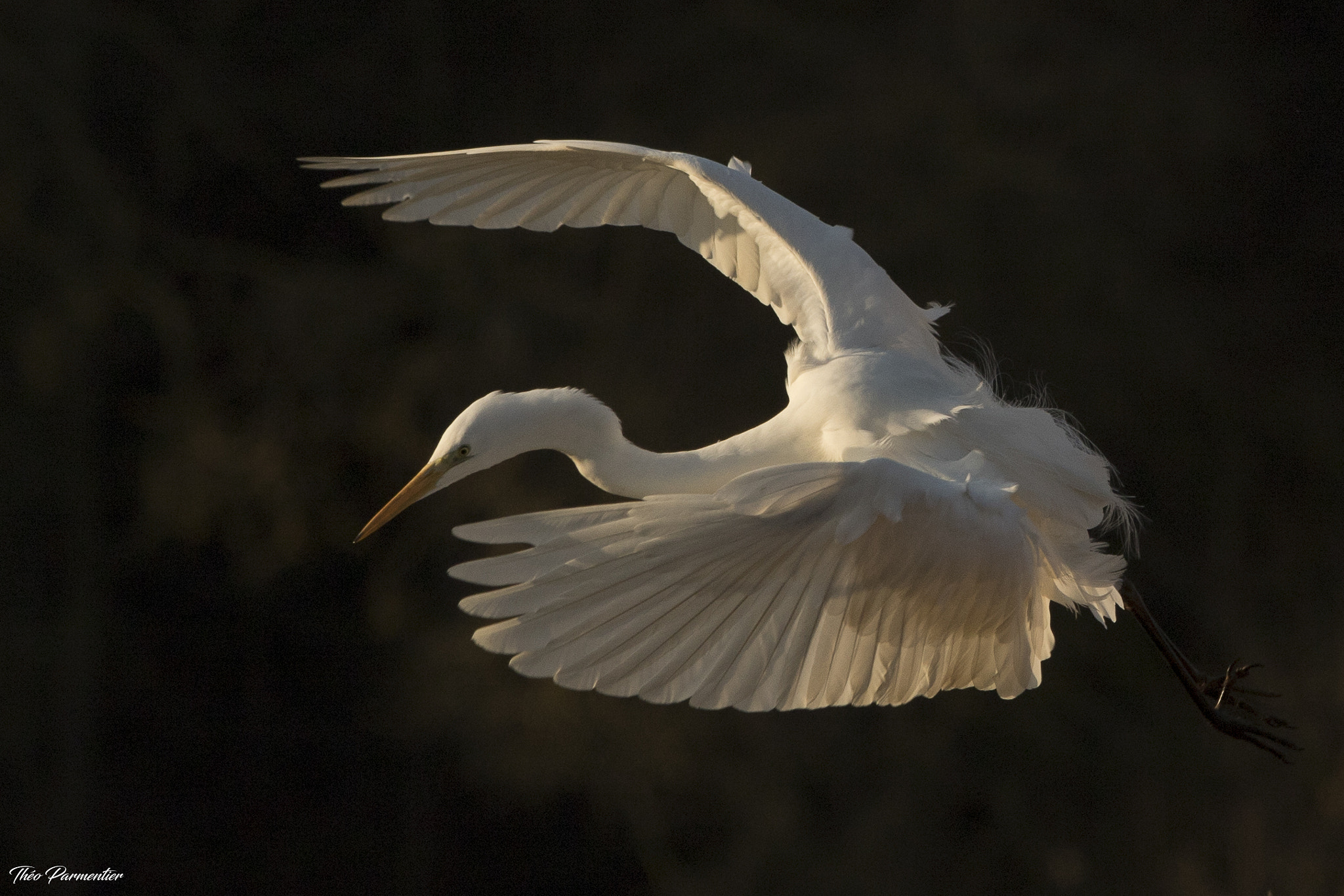 Canon EF 300mm F2.8L IS USM sample photo