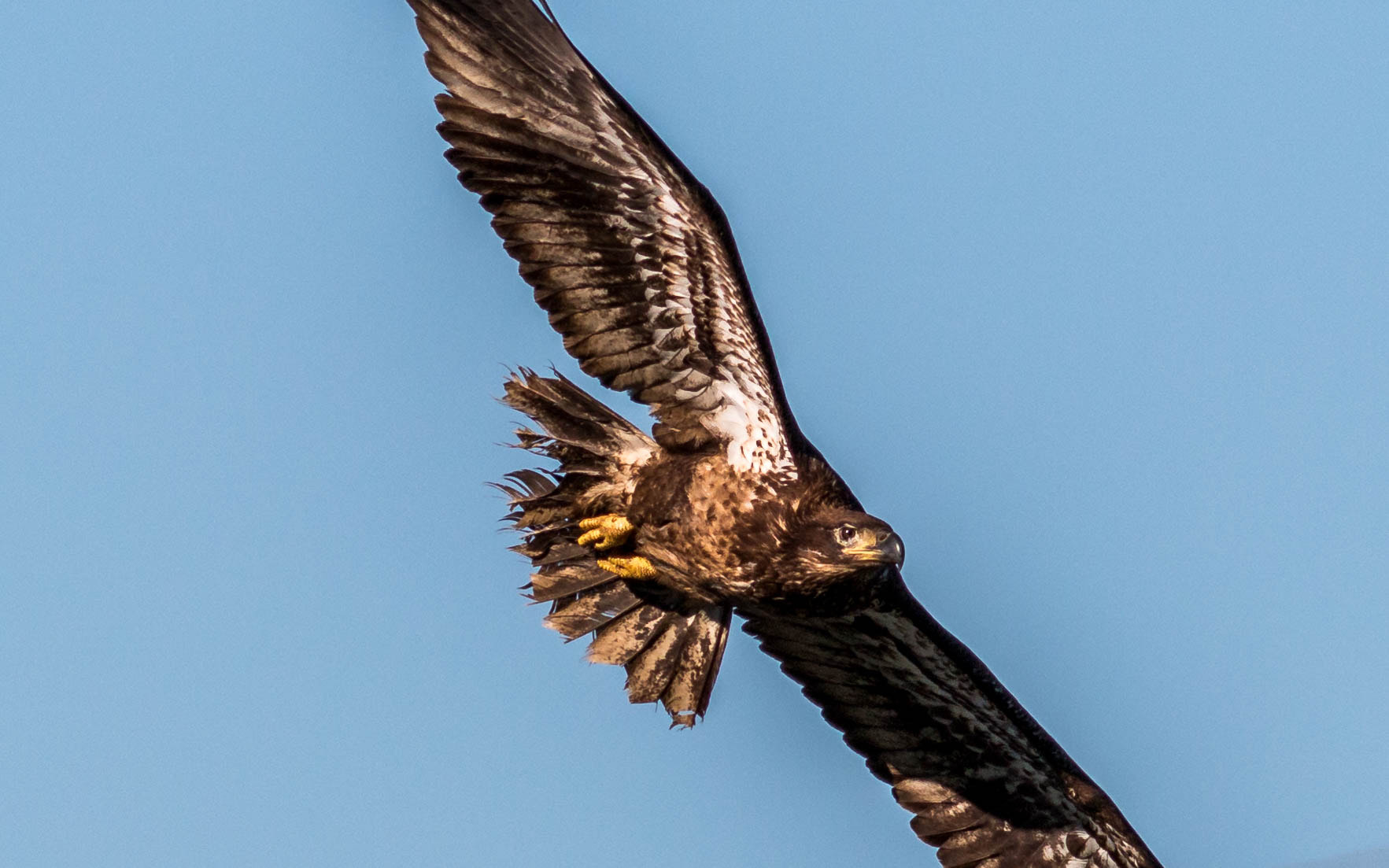Canon EOS 70D + Canon EF 400mm F5.6L USM sample photo. Agony of hunger photography