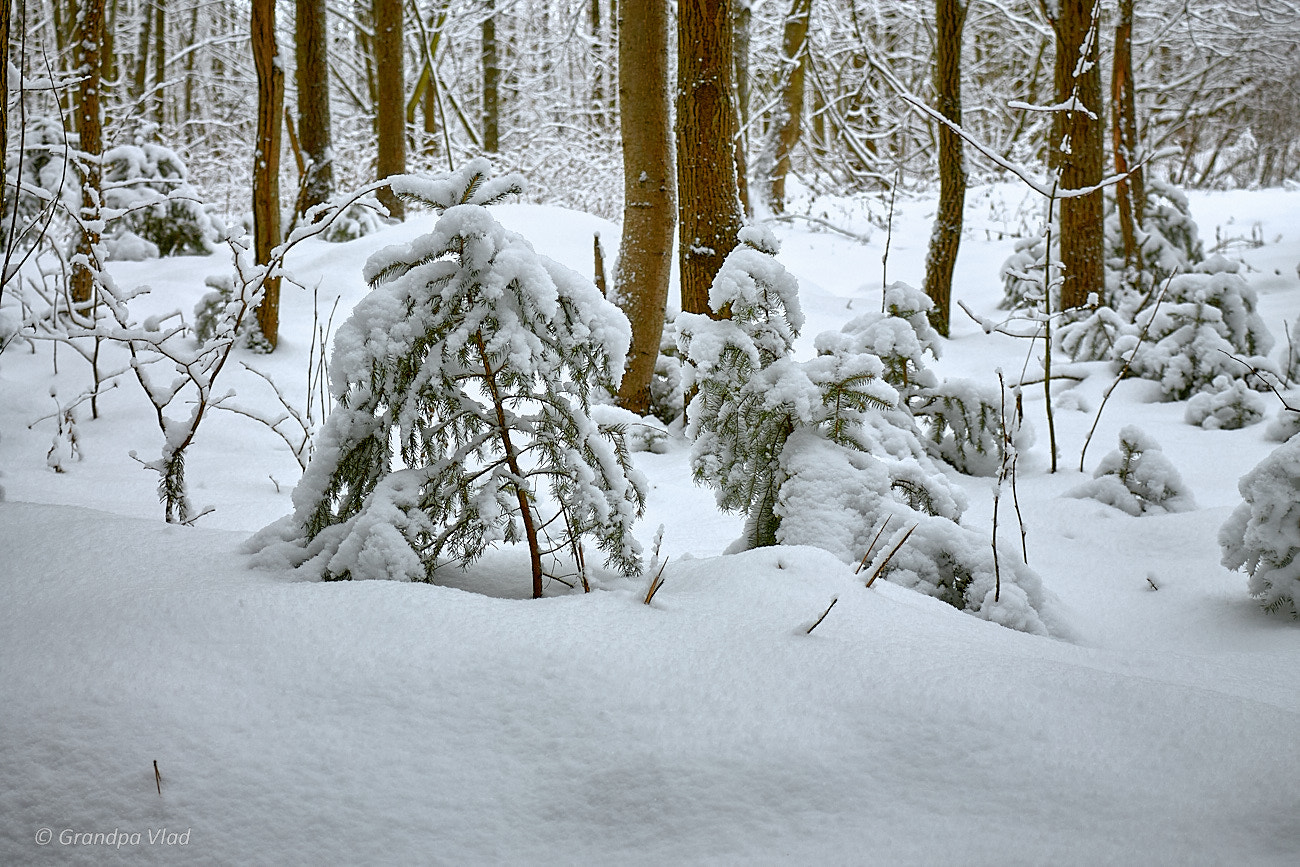Canon EOS 1100D (EOS Rebel T3 / EOS Kiss X50) sample photo. Is snow light or heavy? :) photography