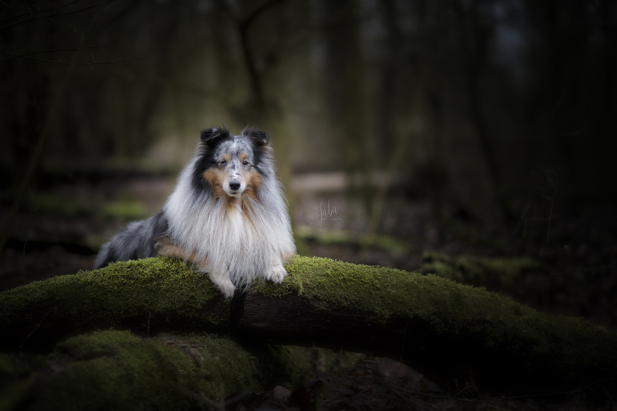 Canon EF 85mm F1.8 USM sample photo. Sheltie photography