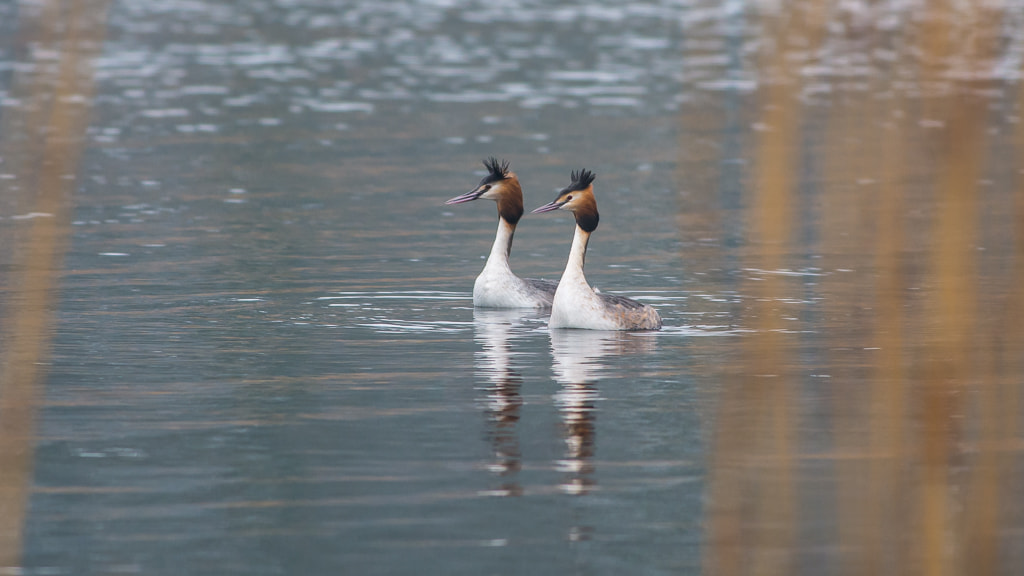Nikon D7100 + Nikon AF-S Nikkor 300mm F4D ED-IF sample photo. Grebe's photography