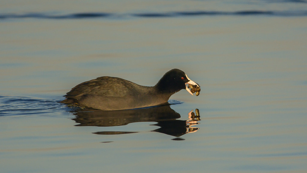 Nikon D7100 sample photo. Coot with food photography