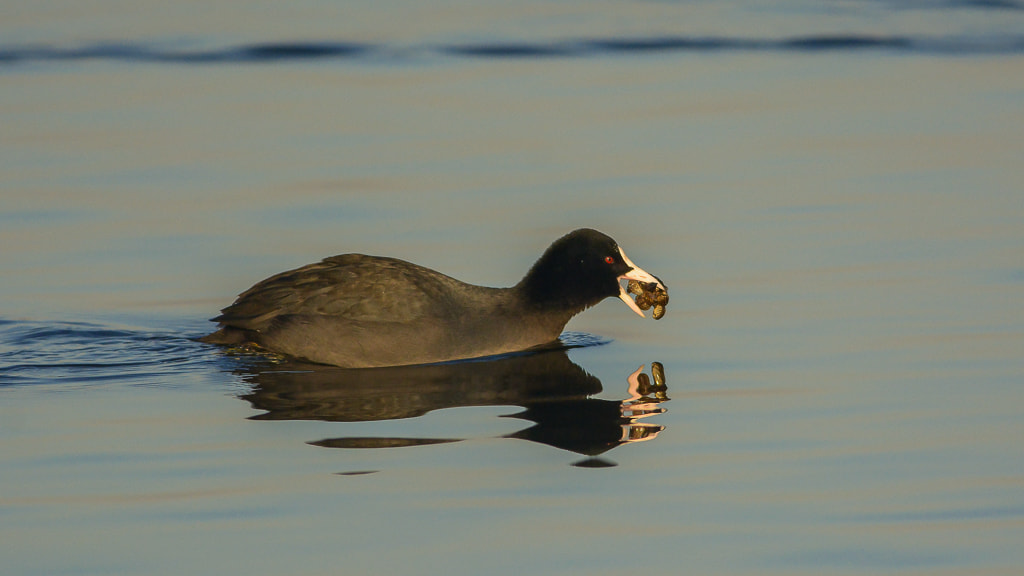 Nikon AF-S Nikkor 300mm F4D ED-IF sample photo. Coot with food photography