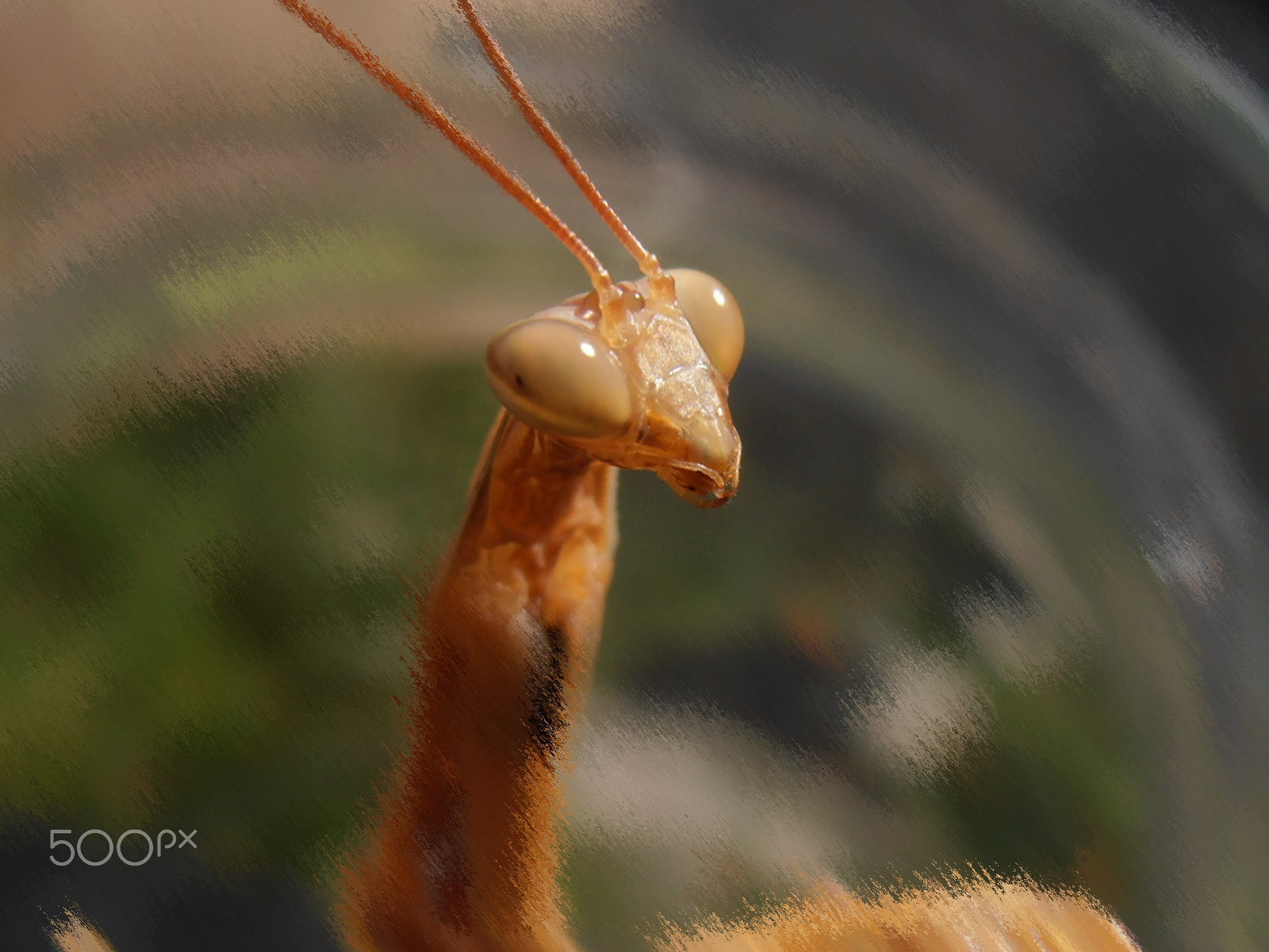 Olympus VR325,VR320,D725 sample photo. Whe're you looking at? photography