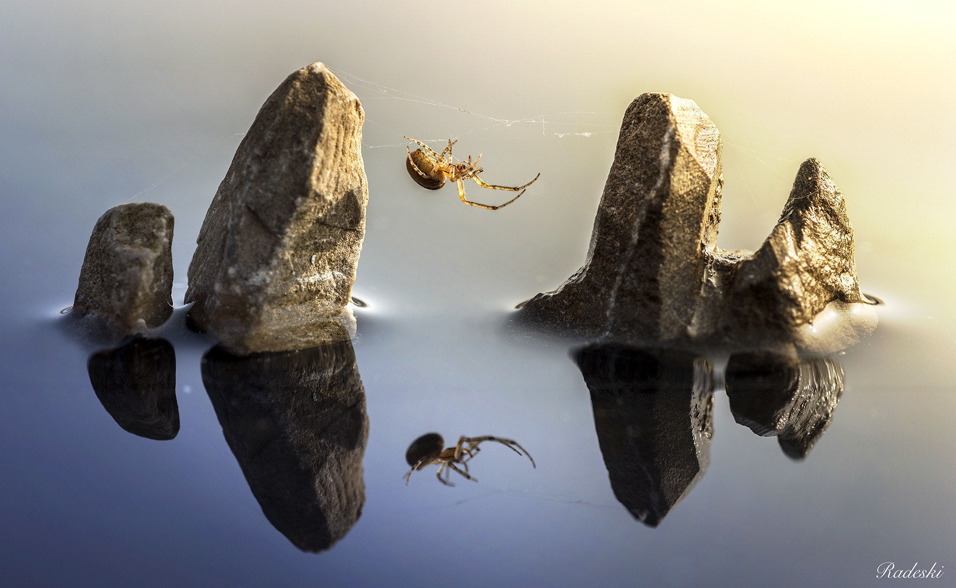 Nikon D800E + Nikon AF Micro-Nikkor 60mm F2.8D sample photo. Spider in the rocks photography