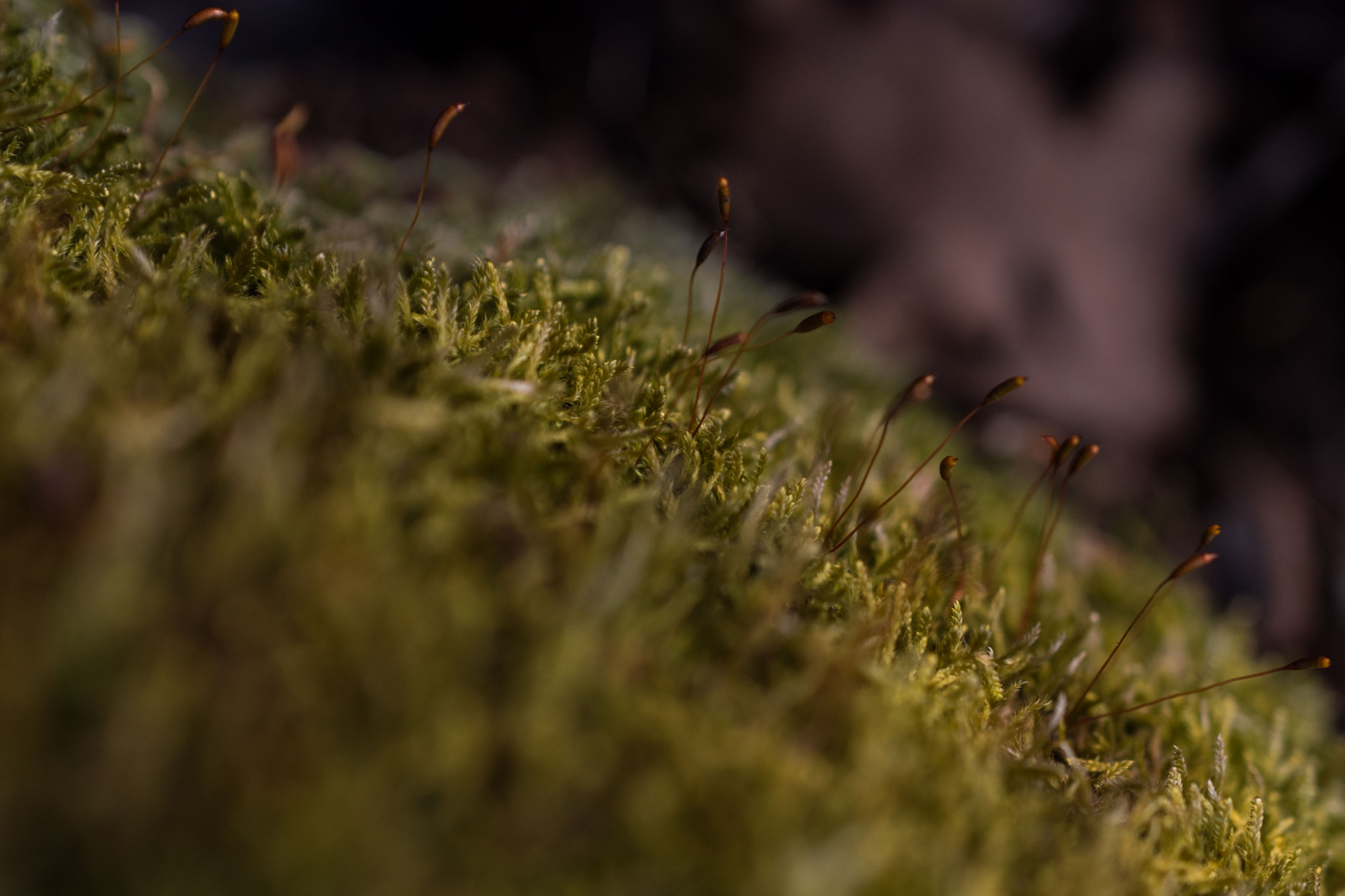 Nikon AF-S DX Micro Nikkor 40mm F2.8 sample photo. Moss photography