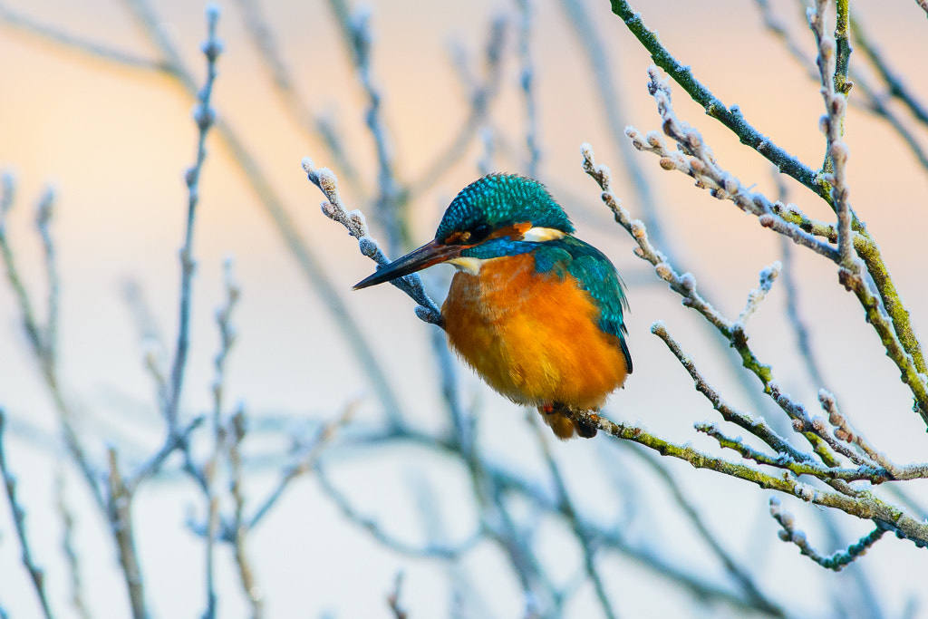 Nikon D7100 + Nikon AF-S Nikkor 300mm F4D ED-IF sample photo. Kingfisher photography
