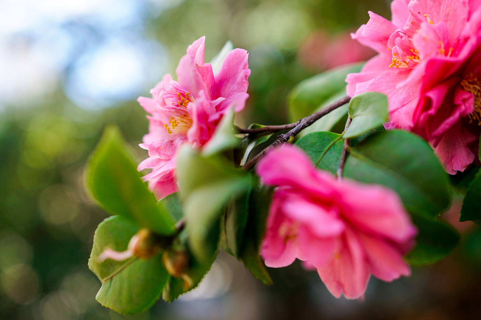 Sony a6300 sample photo. Pink blooms photography