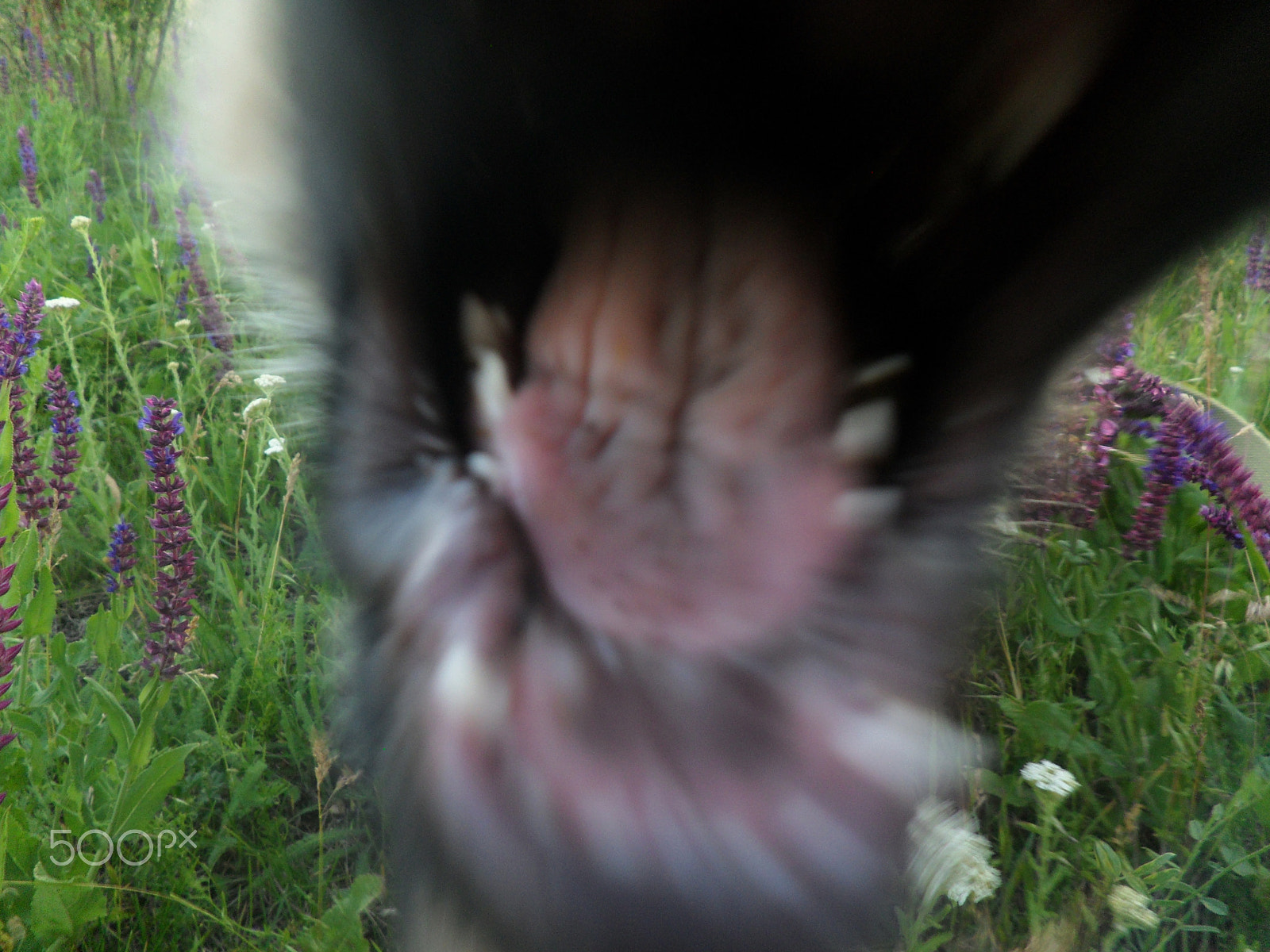 Samsung ST500 /  ST510 / VLUU ST500 /  TL220 sample photo. The brutal attack puppy photography