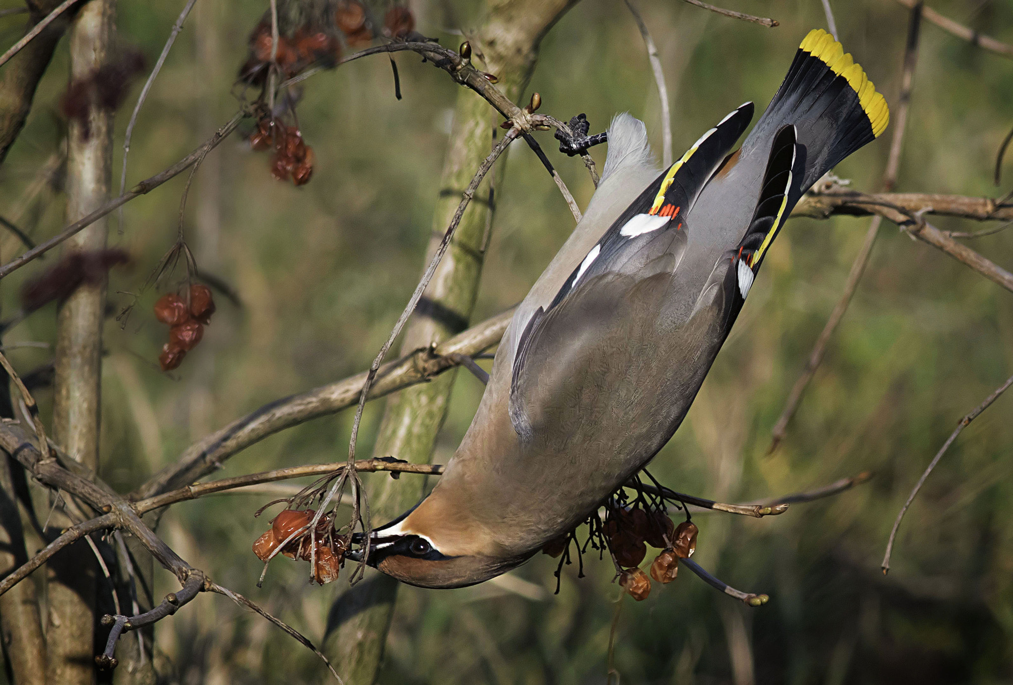 Canon EF 400mm F5.6L USM sample photo. Bohemian waxwing photography