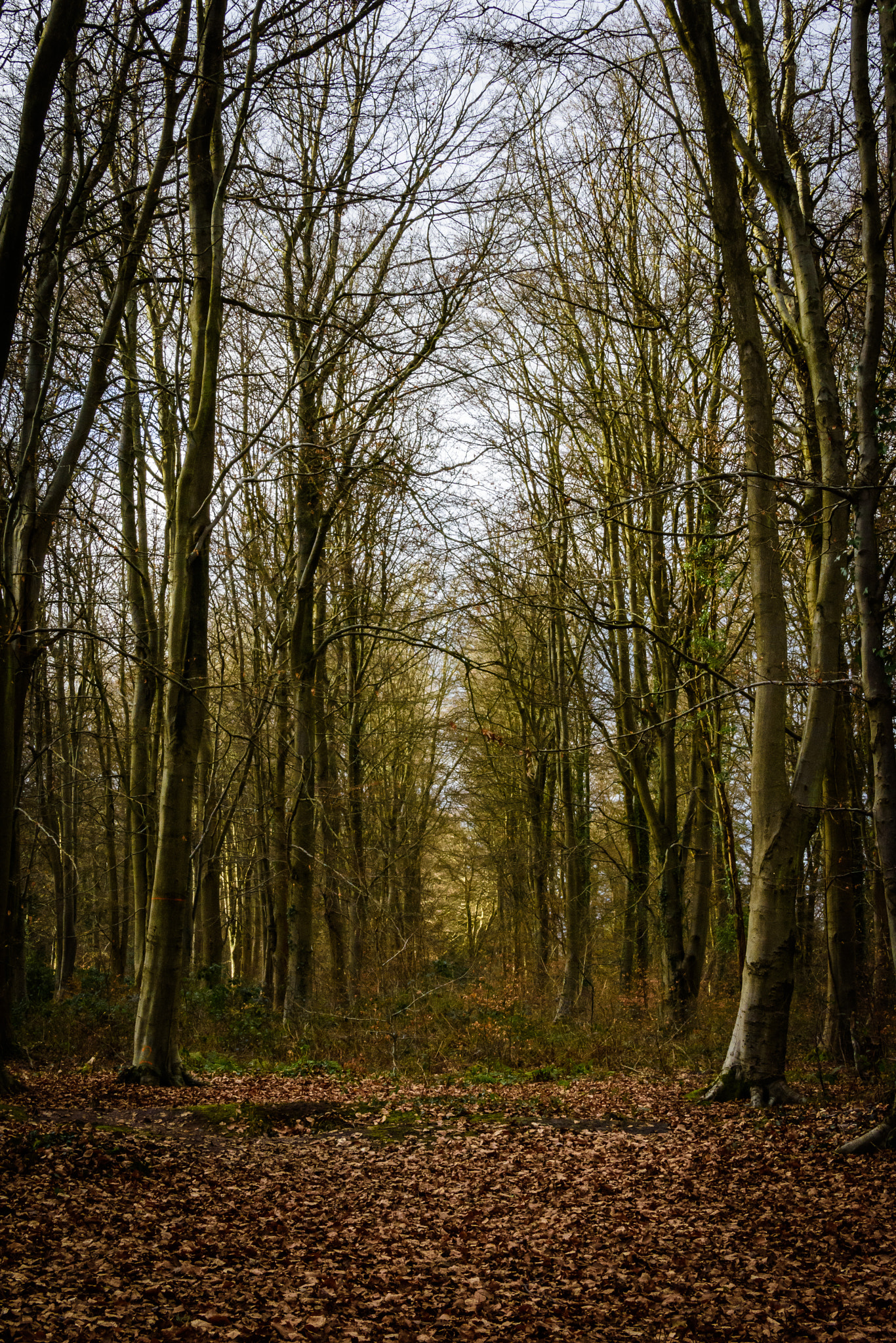 Nikon D7200 sample photo. Forest of bere photography
