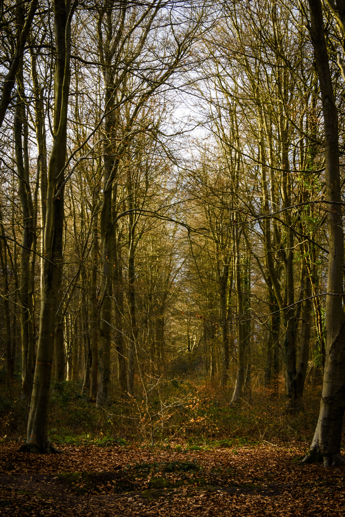 Nikon D7200 sample photo. Forest of bere photography