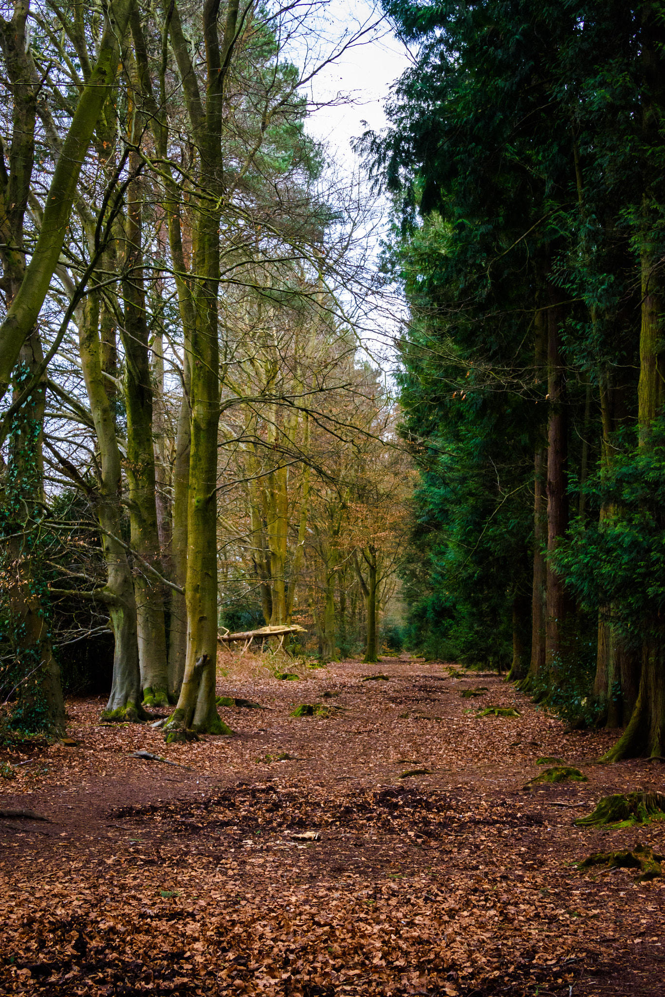 Nikon D7200 sample photo. Forest of bere photography